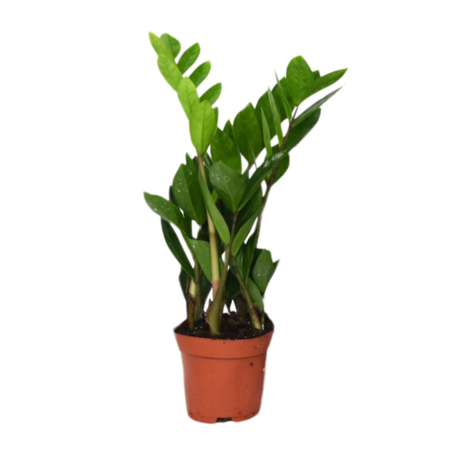 Zamioculcas Zamiifolia en pot Ø12cm  Hauteur 40cm. Plante verte type Zamioculcas Zamiifolia, livrée en pot, idéale pour intérieur lumineux.