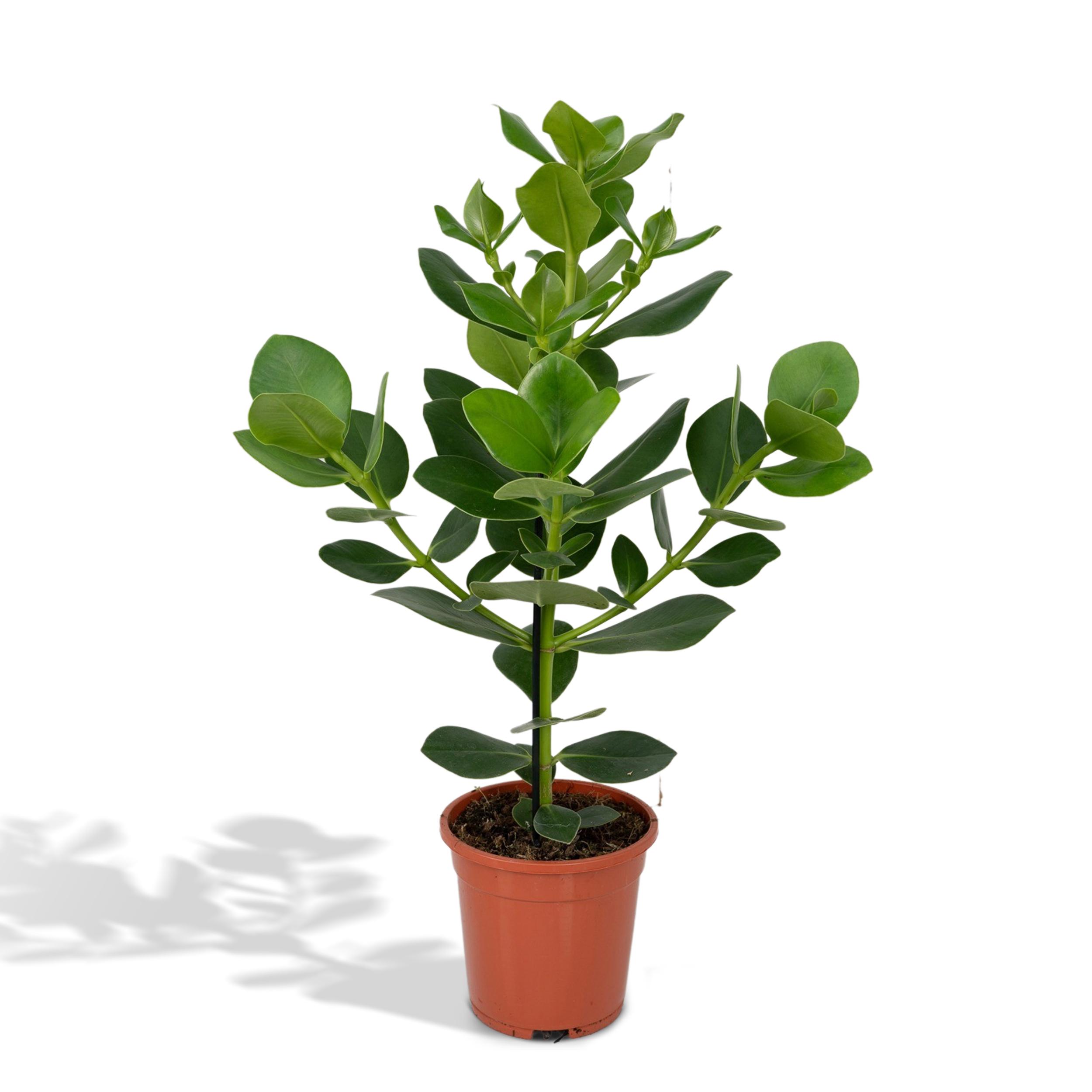 Clusia Rosea Princess en pot Ø17cm  Hauteur 60cm. Plante verte type Clusia Rosea Princess, livrée en pot, idéale pour intérieur lumineux.