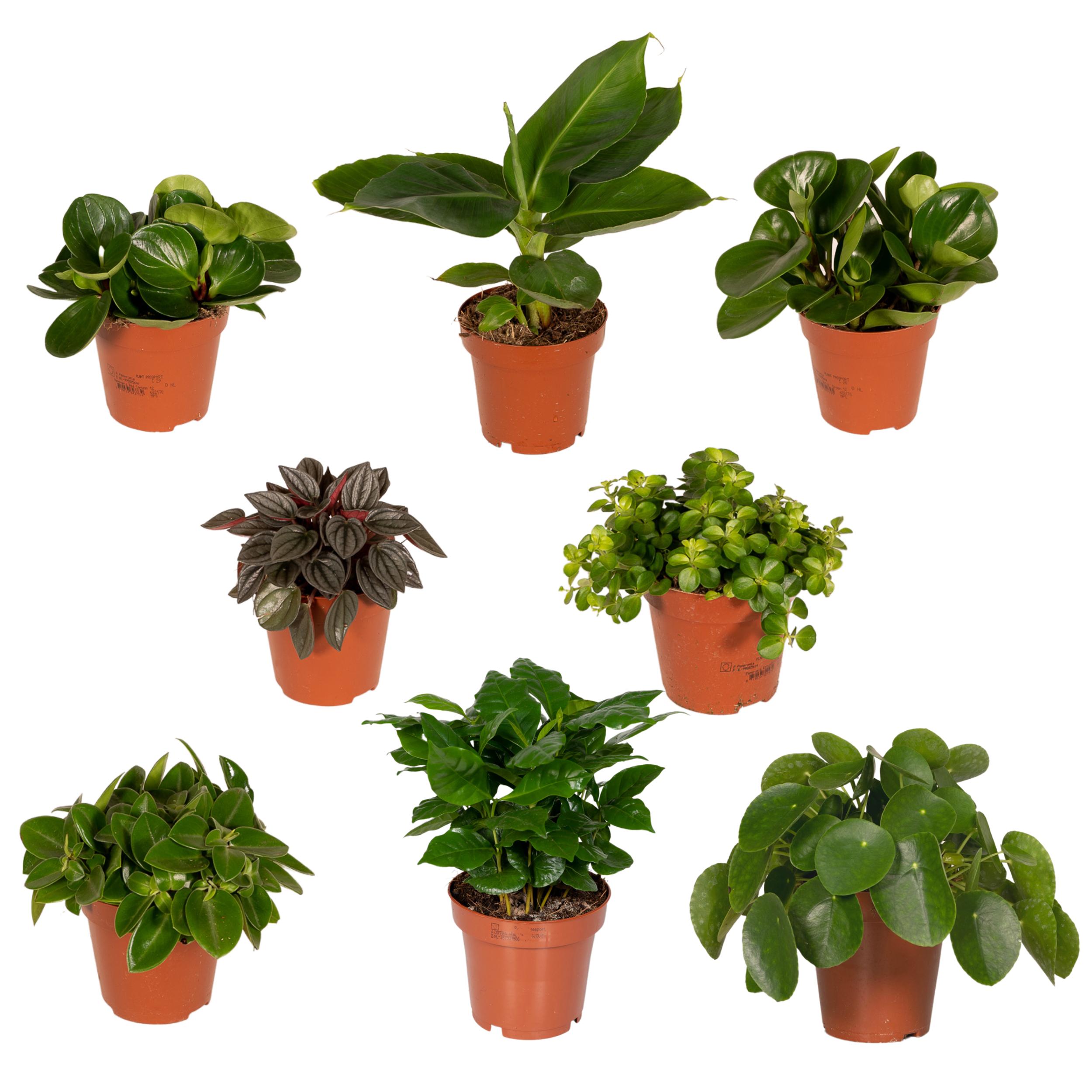Verrassingsbox en pot Ø12cm  Hauteur 25cm. Plante verte type Verrassingsbox, livrée en pot, idéale pour intérieur lumineux.