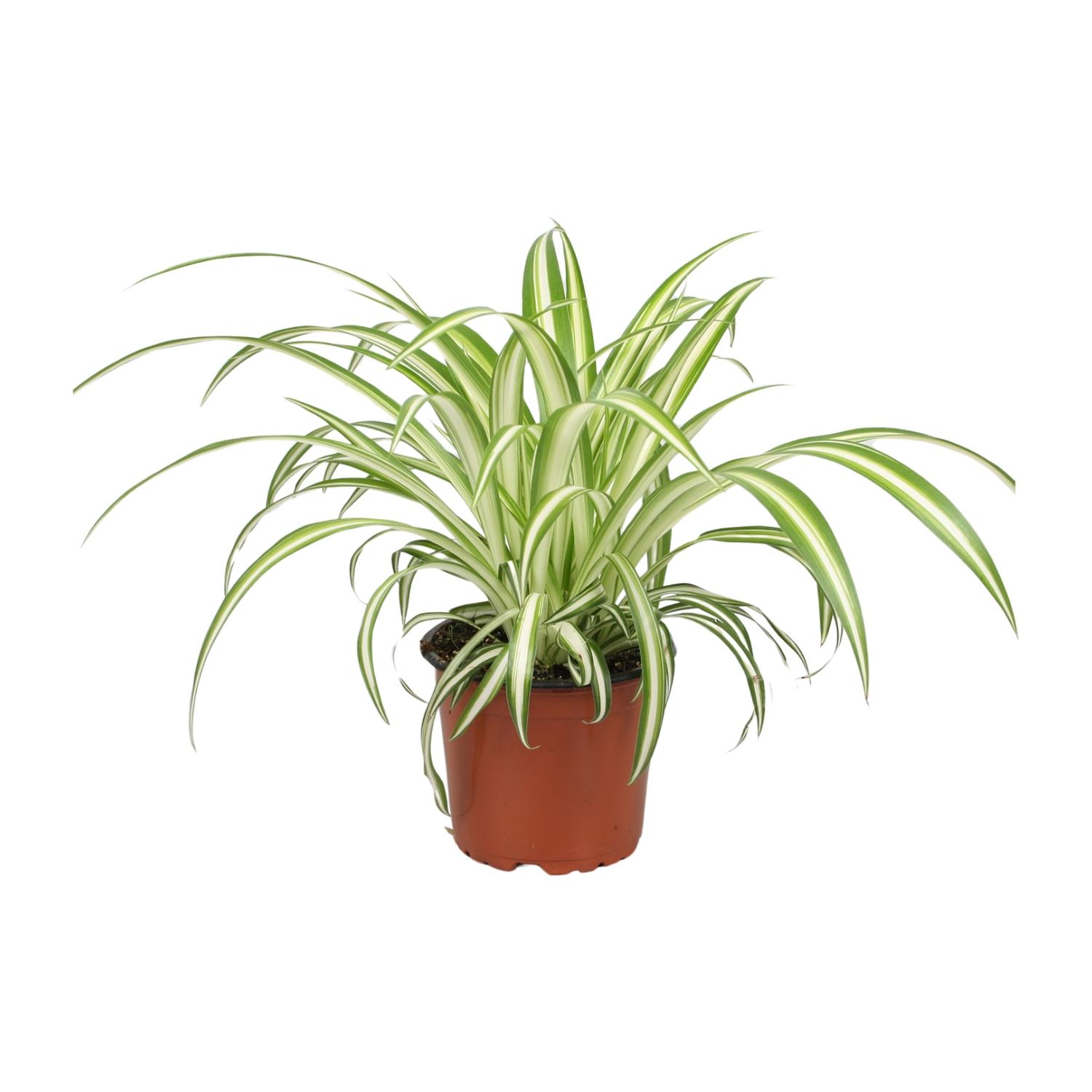Chlorophytum en pot Ø12cm  Hauteur 25cm. Plante verte type Chlorophytum, livrée en pot, idéale pour intérieur lumineux.