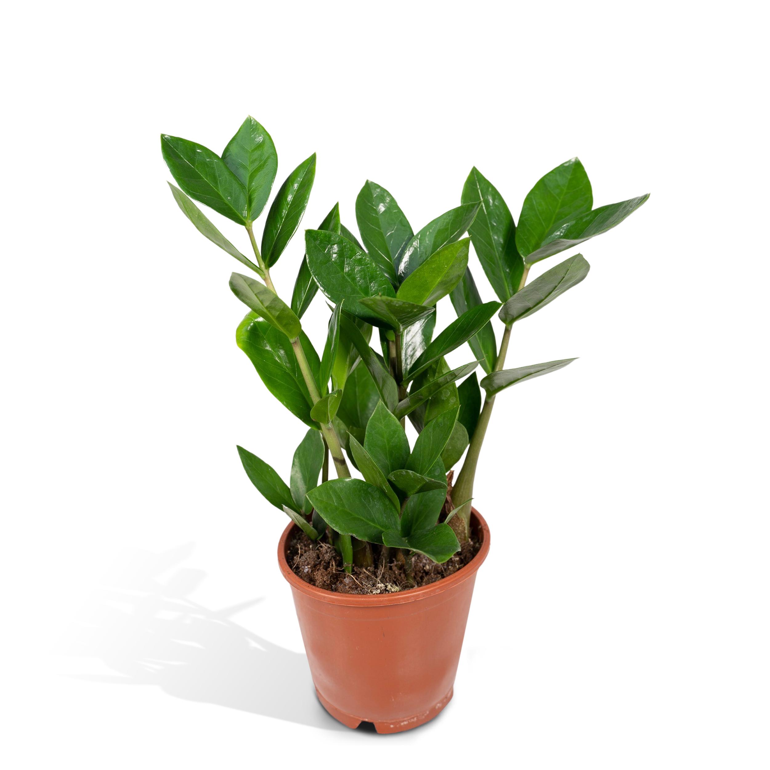 Zamioculas en pot Ø12cm  Hauteur 35cm. Plante verte type Zamioculas, livrée en pot, idéale pour intérieur lumineux.