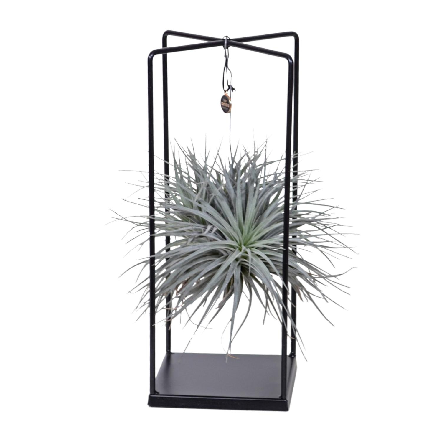 Tillandsia Cube Mix 1 stuk en pot Ø20cm  Hauteur 20cm. Plante verte type Tillandsia Cube Mix 1 stuk, livrée en pot, idéale pour intérieur lumineux.