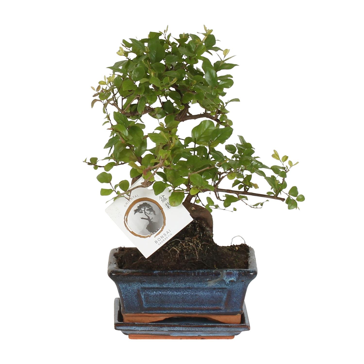 Bonsai 'Sageretia' S en pot Ø15cm  Hauteur 15cm. Plante verte type Bonsai 'Sageretia' S, livrée en pot, idéale pour intérieur lumineux.