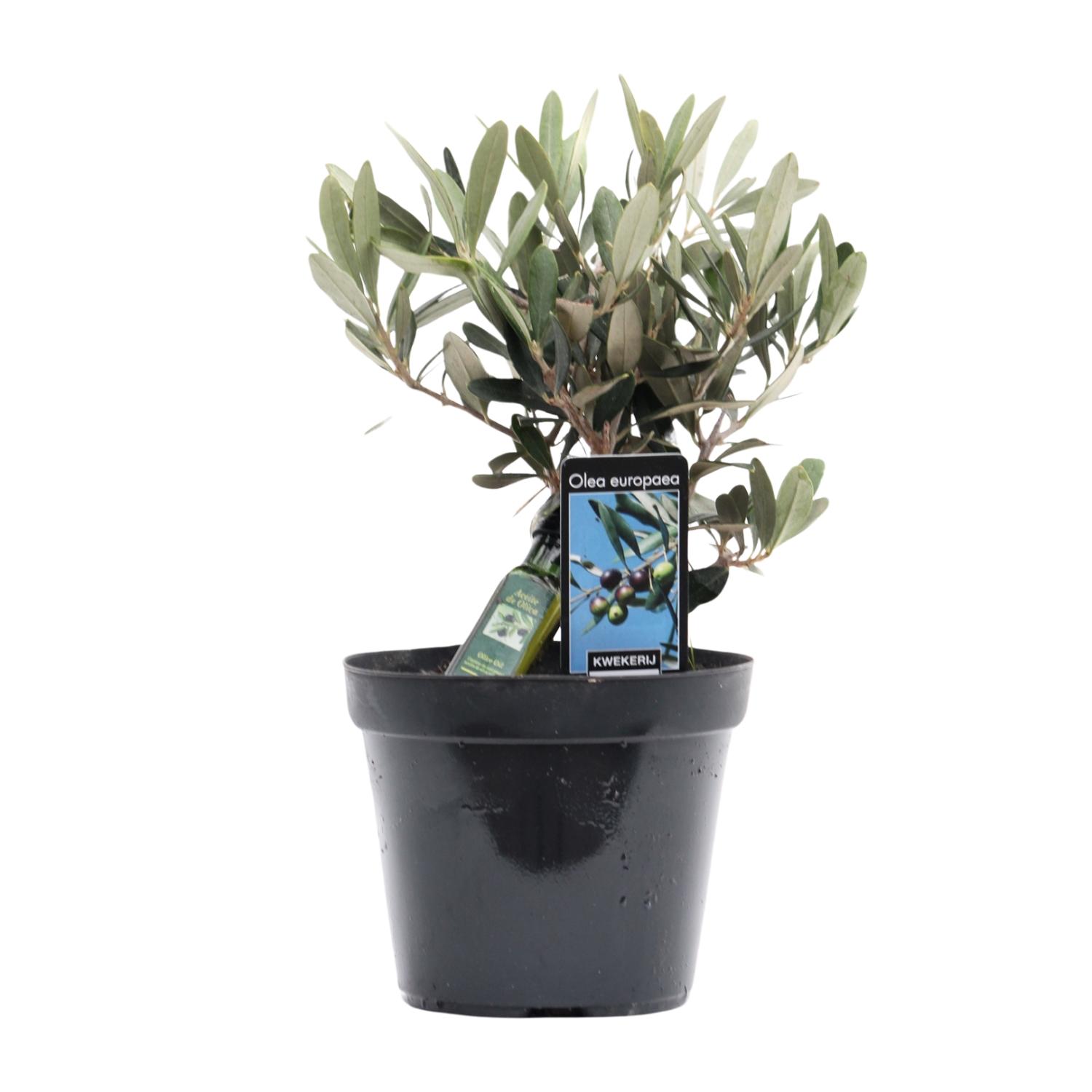Olea Olijf en pot Ø13cm  Hauteur 25cm. Plante verte type Olea Olijf, livrée en pot, idéale pour intérieur lumineux.