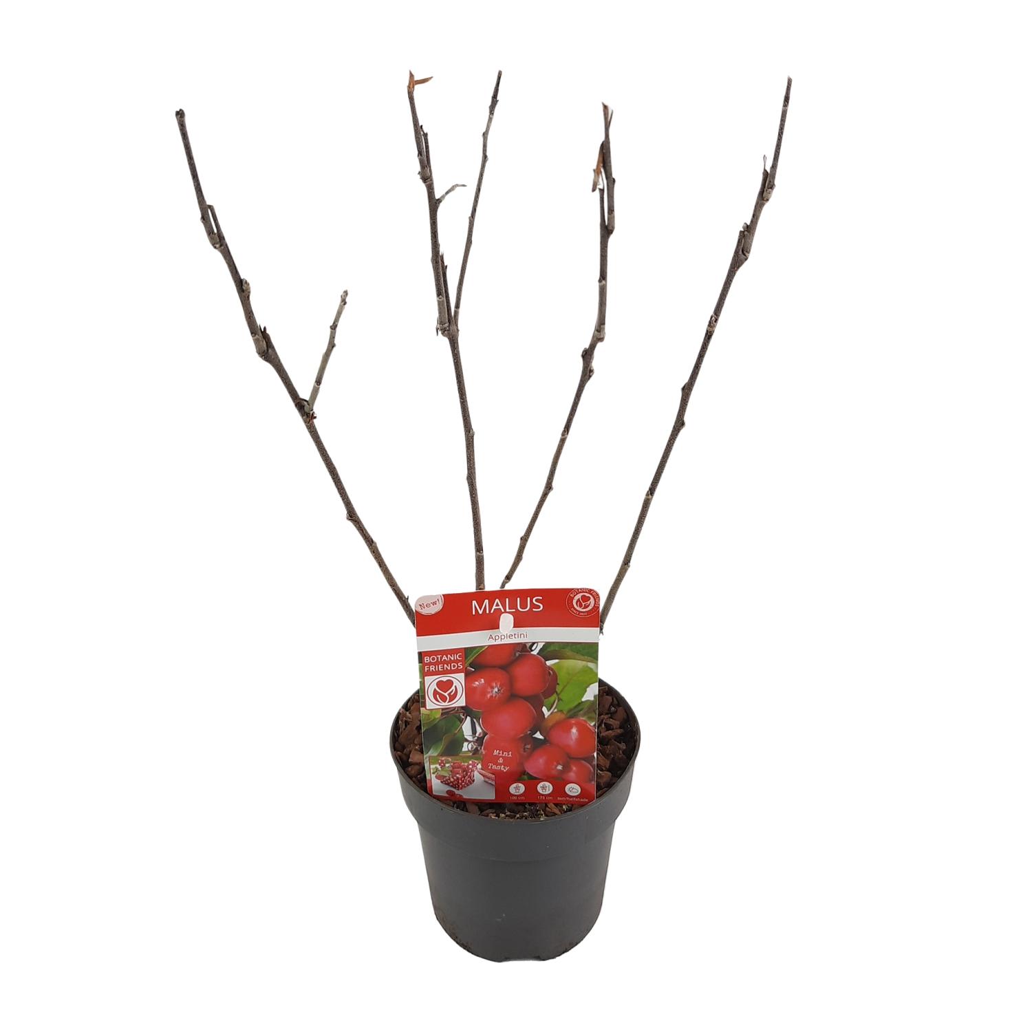 Malus 'Appletini' en pot Ø13cm  Hauteur 10cm. Plante verte type Malus 'Appletini', livrée en pot, idéale pour intérieur lumineux.