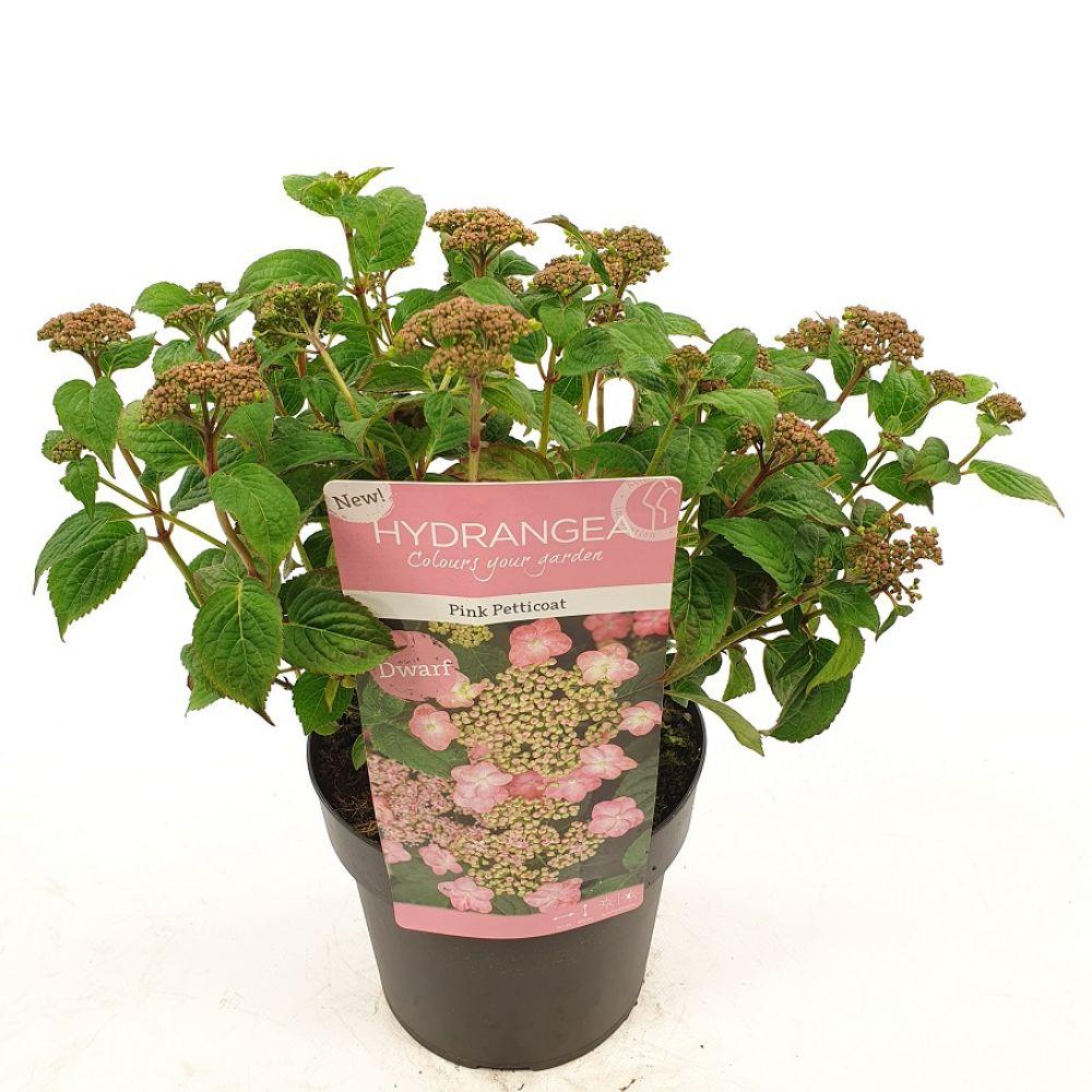 Hydrangea serr. 'Pink Petticoat' en pot Ø19cm  Hauteur 25cm. Plante verte type Hydrangea serr. 'Pink Petticoat', livrée en pot, idéale pour intérieur lumineux.