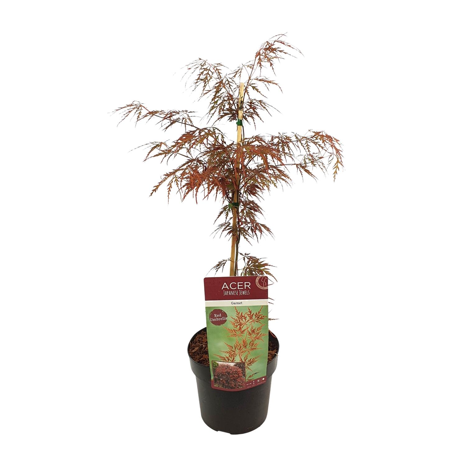 Acer palm. 'Garnet' en pot Ø19cm  Hauteur 40cm. Plante verte type Acer palm. 'Garnet', livrée en pot, idéale pour intérieur lumineux.