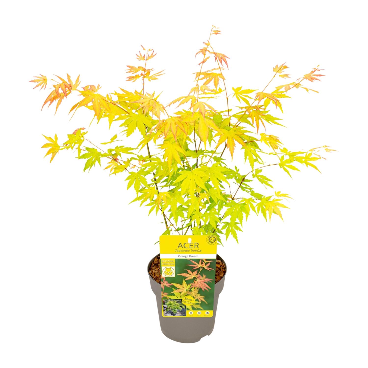 Acer palmatum Orange Dream en pot Ø15cm  Hauteur 30cm. Plante verte type Acer palmatum Orange Dream, livrée en pot, idéale pour intérieur lumineux.