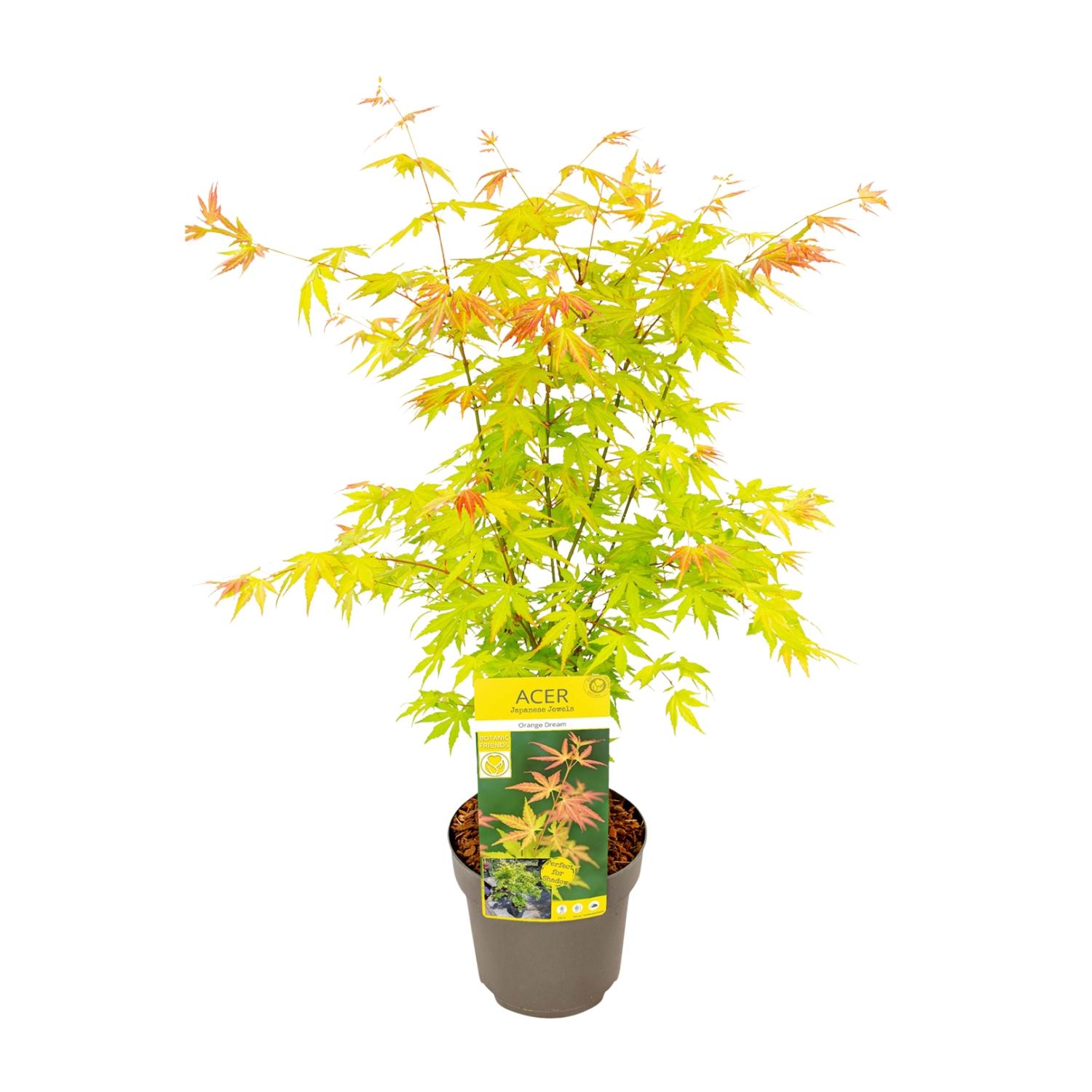 Acer palmatum Orange Dream en pot Ø19cm  Hauteur 50cm. Plante verte type Acer palmatum Orange Dream, livrée en pot, idéale pour intérieur lumineux.