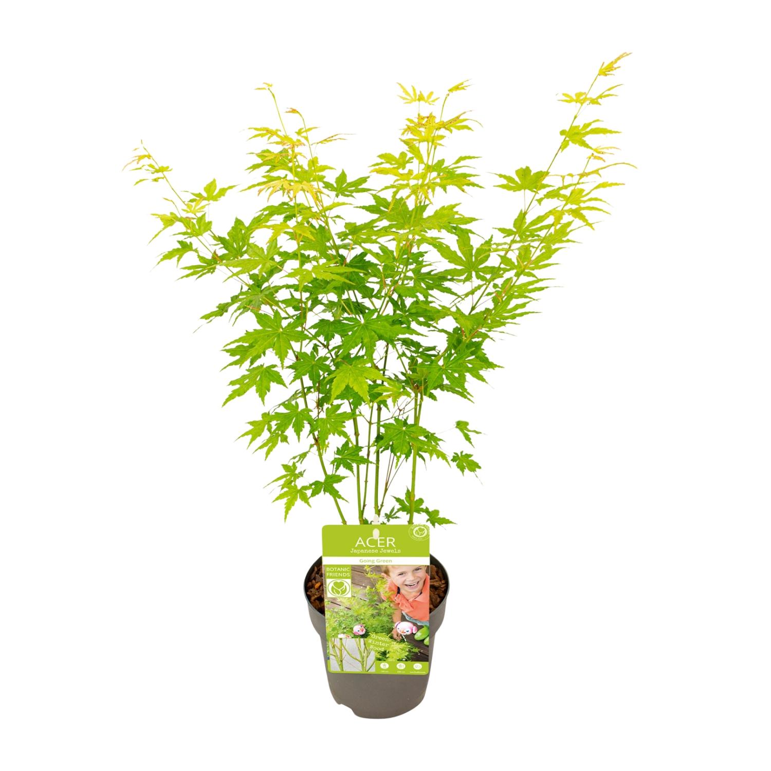 Acer palmatum Going Green en pot Ø15cm  Hauteur 30cm. Plante verte type Acer palmatum Going Green, livrée en pot, idéale pour intérieur lumineux.