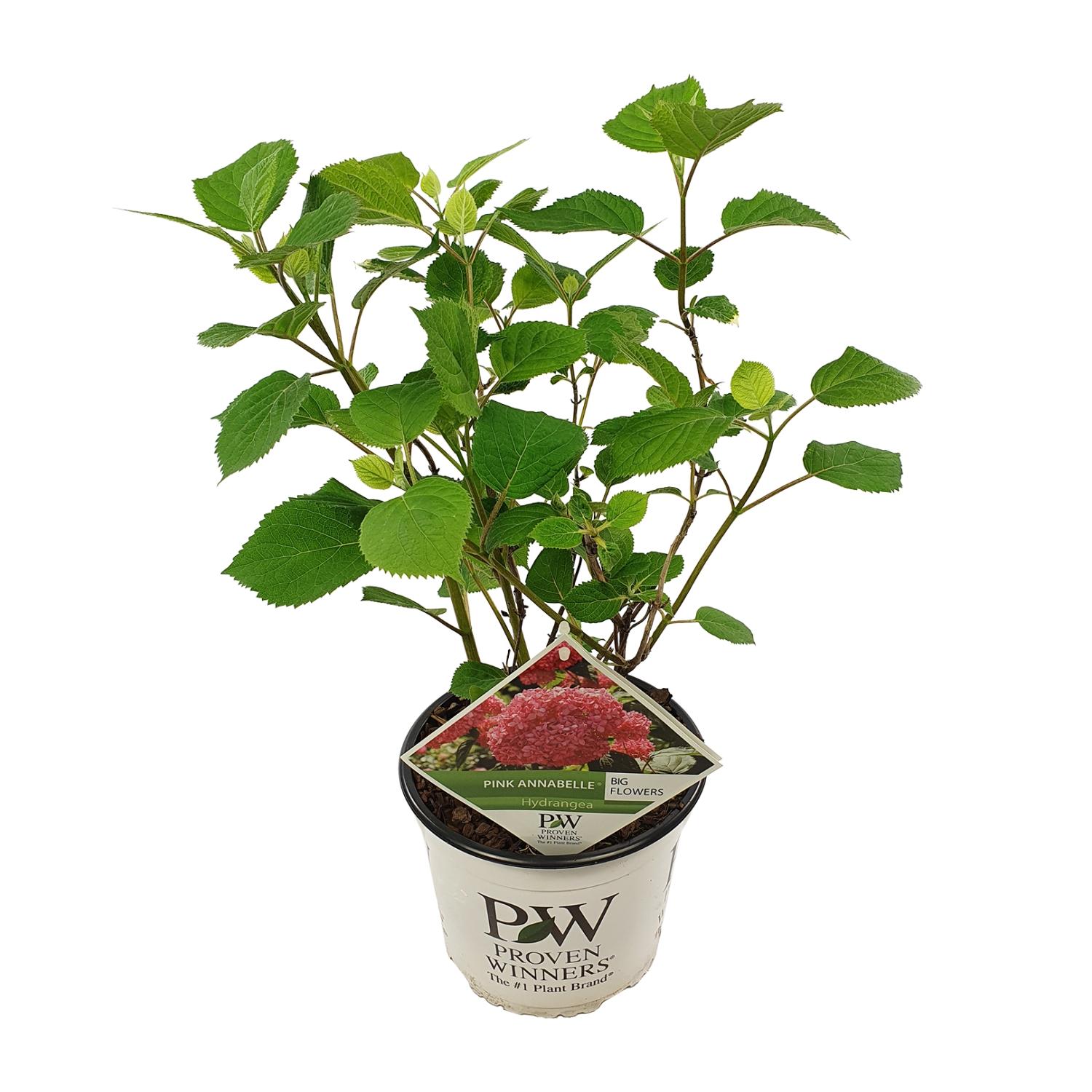 Hydrangea arbo. 'Pink Annabelle' en pot Ø19cm  Hauteur 30cm. Plante verte type Hydrangea arbo. 'Pink Annabelle', livrée en pot, idéale pour intérieur lumineux.