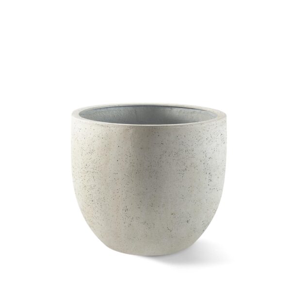 Pot Grigio New Egg Antique White en pot  Hauteur 31cm. Plante verte type Pot Grigio New Egg Antique White, livrée en pot, idéale pour intérieur lumineux.