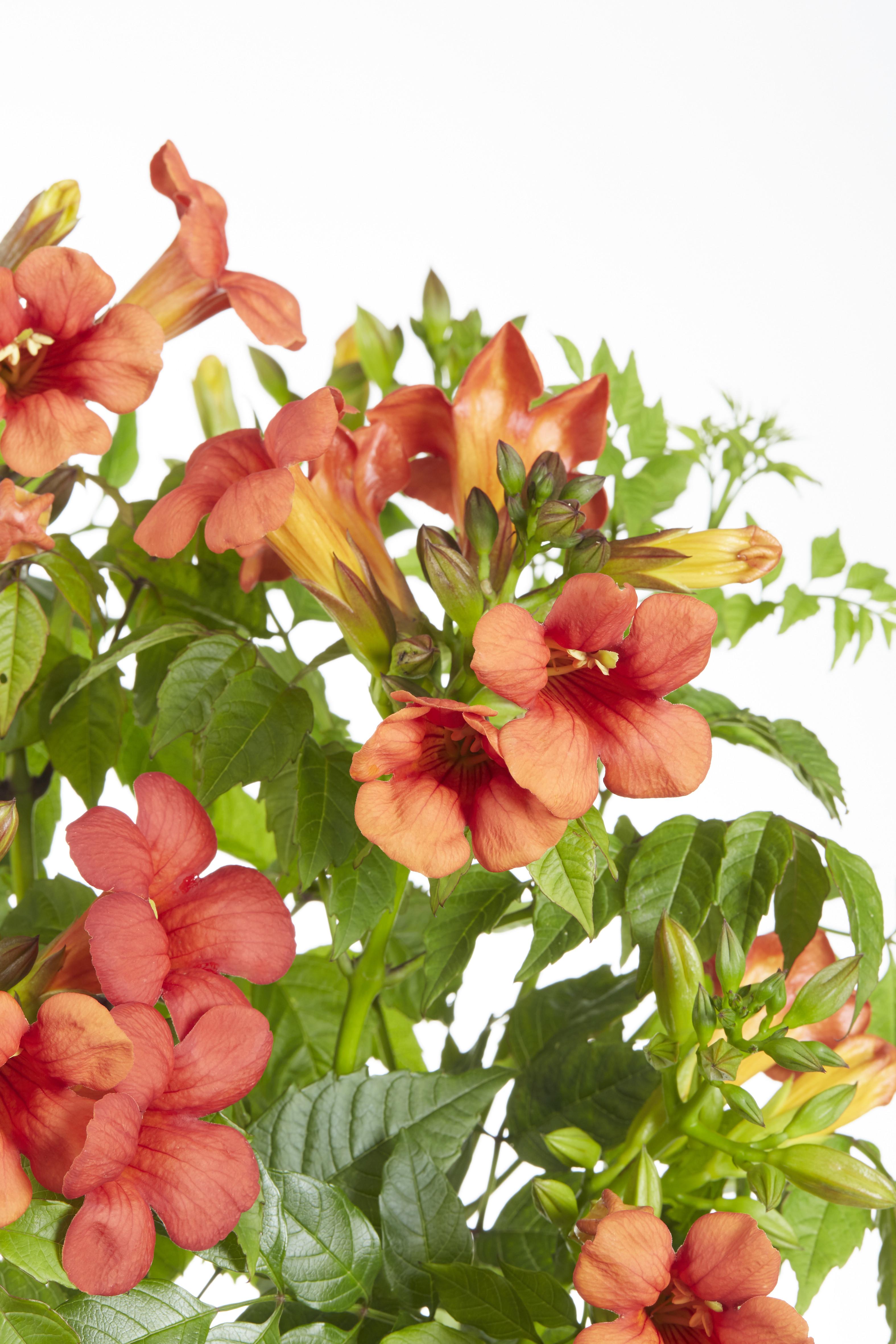 Campsis Summer Jazz Fire Trumpet en pot Ø19cm  Hauteur 70cm. Plante verte type Campsis Summer Jazz Fire Trumpet, livrée en pot, idéale pour intérieur lumineux. – Image 4