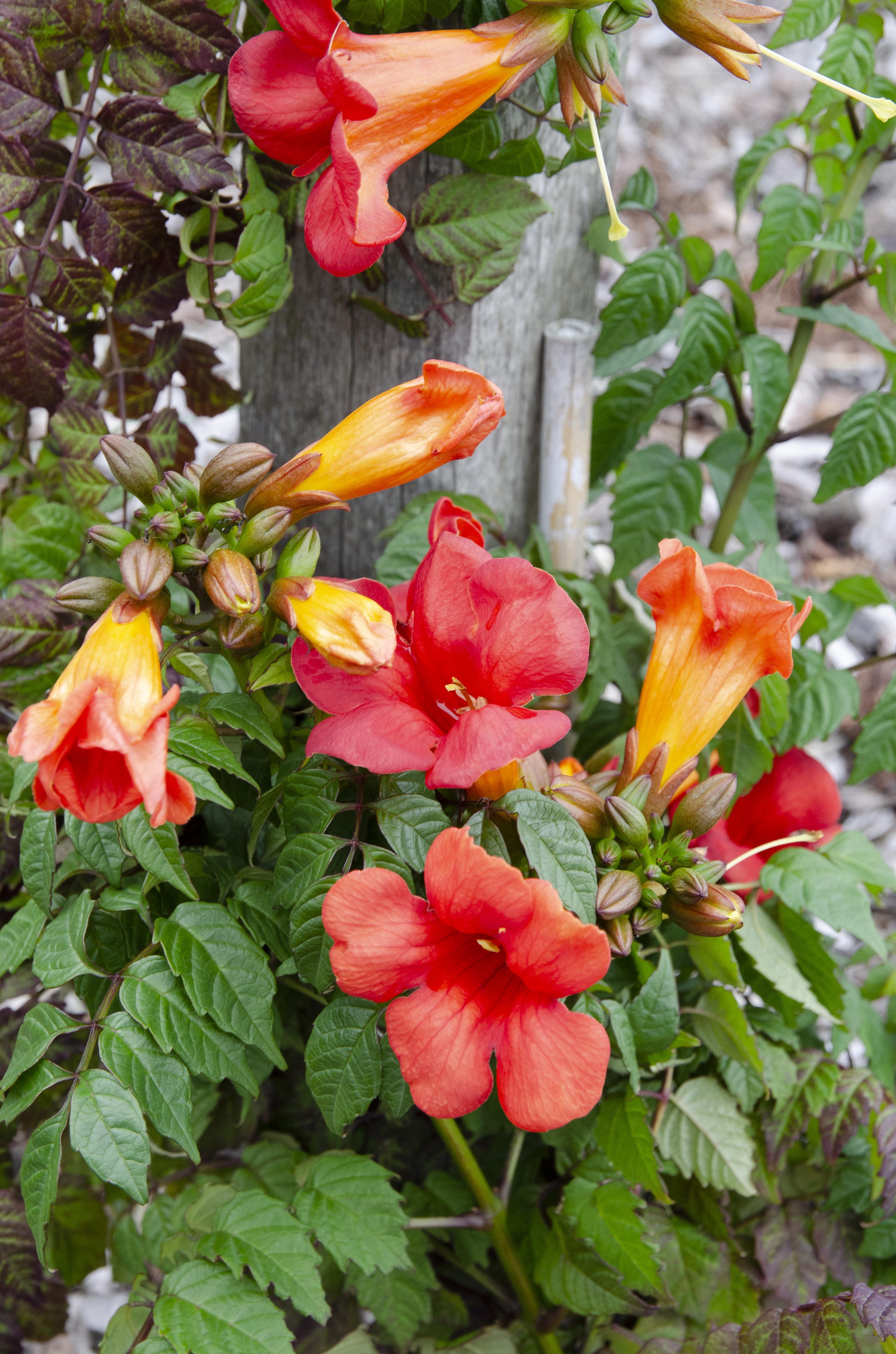 Campsis Summer Jazz Fire Trumpet en pot Ø19cm  Hauteur 70cm. Plante verte type Campsis Summer Jazz Fire Trumpet, livrée en pot, idéale pour intérieur lumineux. – Image 5