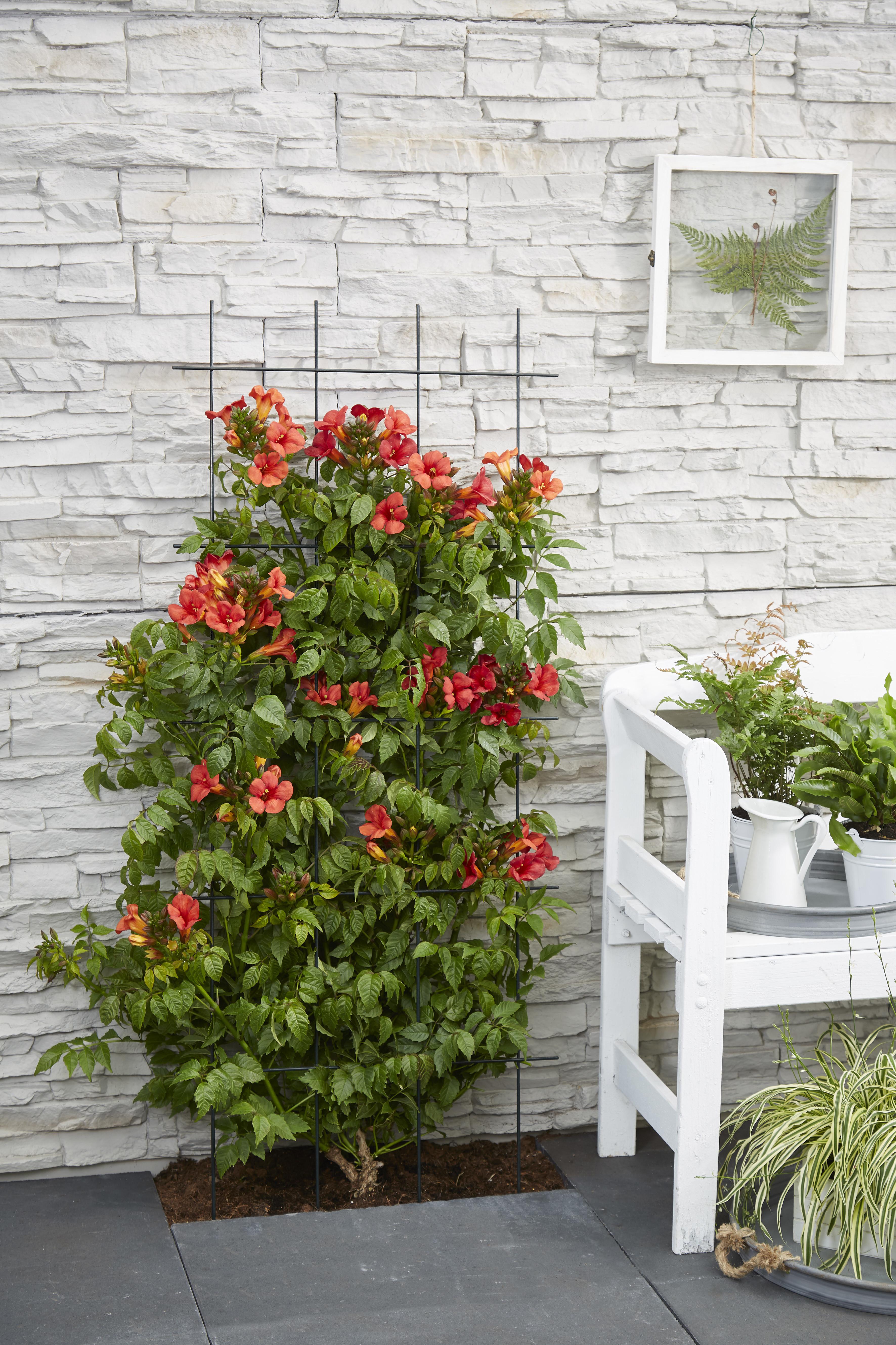 Campsis Summer Jazz Fire Trumpet en pot Ø19cm  Hauteur 70cm. Plante verte type Campsis Summer Jazz Fire Trumpet, livrée en pot, idéale pour intérieur lumineux. – Image 6