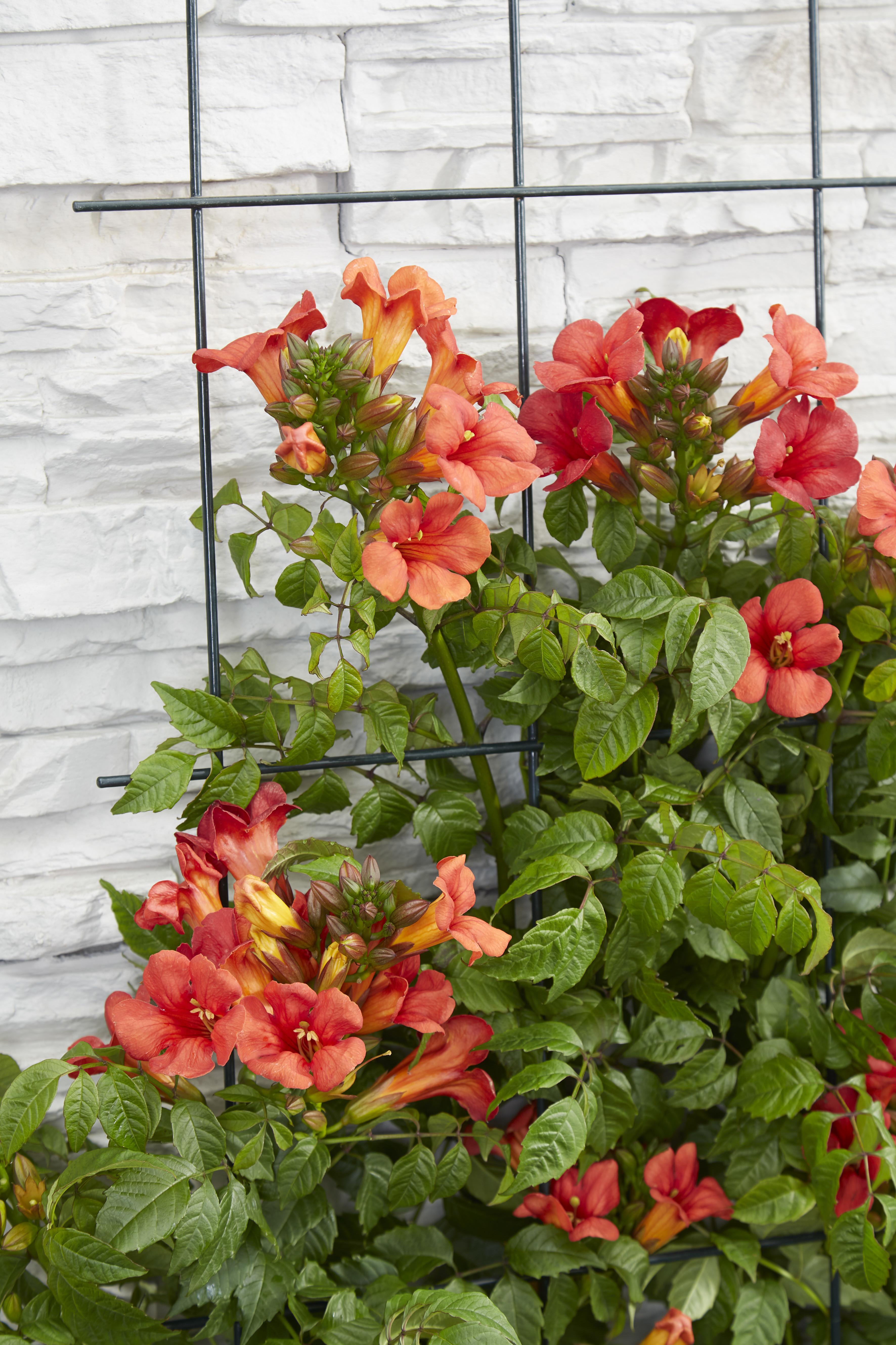 Campsis Summer Jazz Fire Trumpet en pot Ø19cm  Hauteur 70cm. Plante verte type Campsis Summer Jazz Fire Trumpet, livrée en pot, idéale pour intérieur lumineux. – Image 7