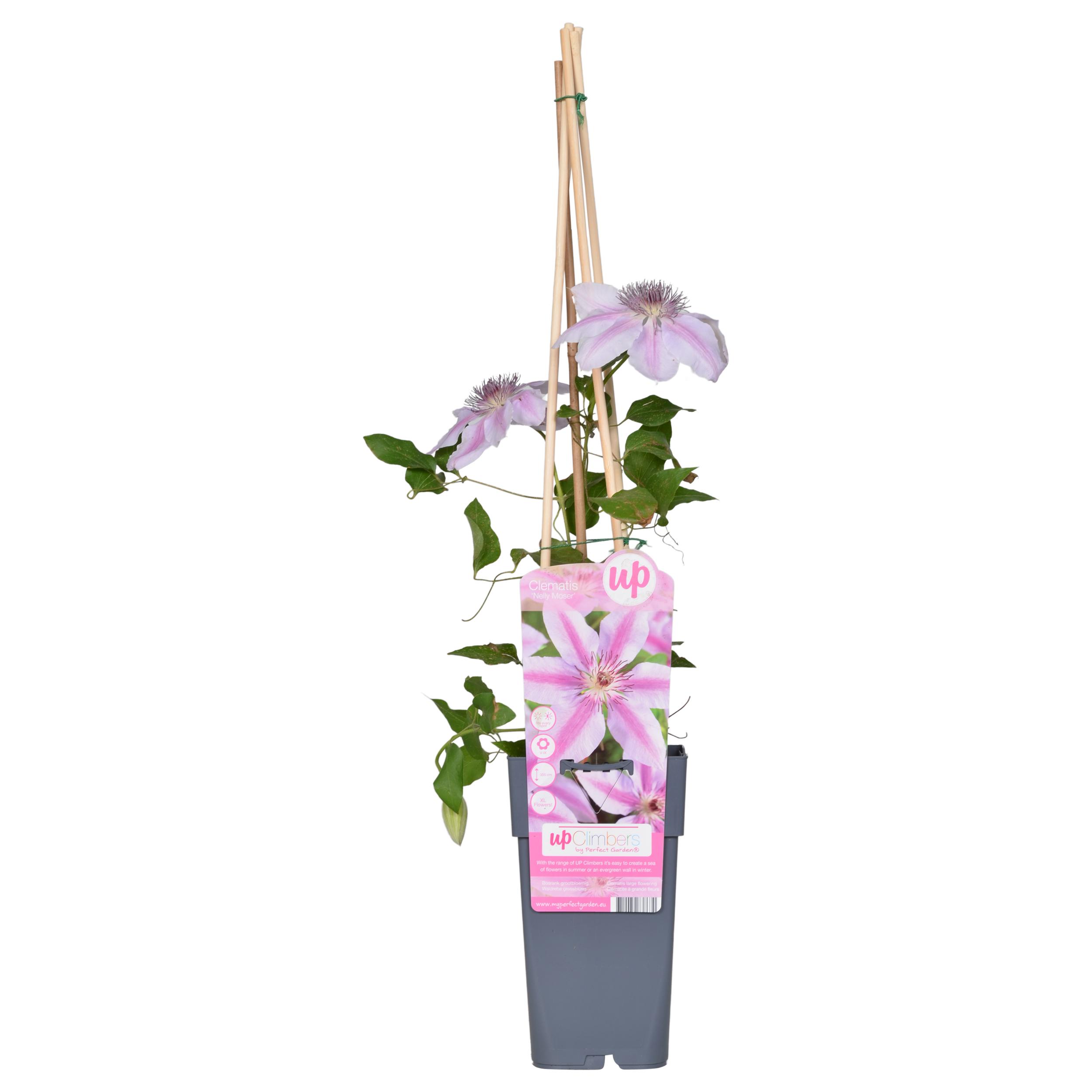 Clematis Nelly Moser en pot Ø15cm. Plante verte type Clematis Nelly Moser, livrée en pot, idéale pour intérieur lumineux.
