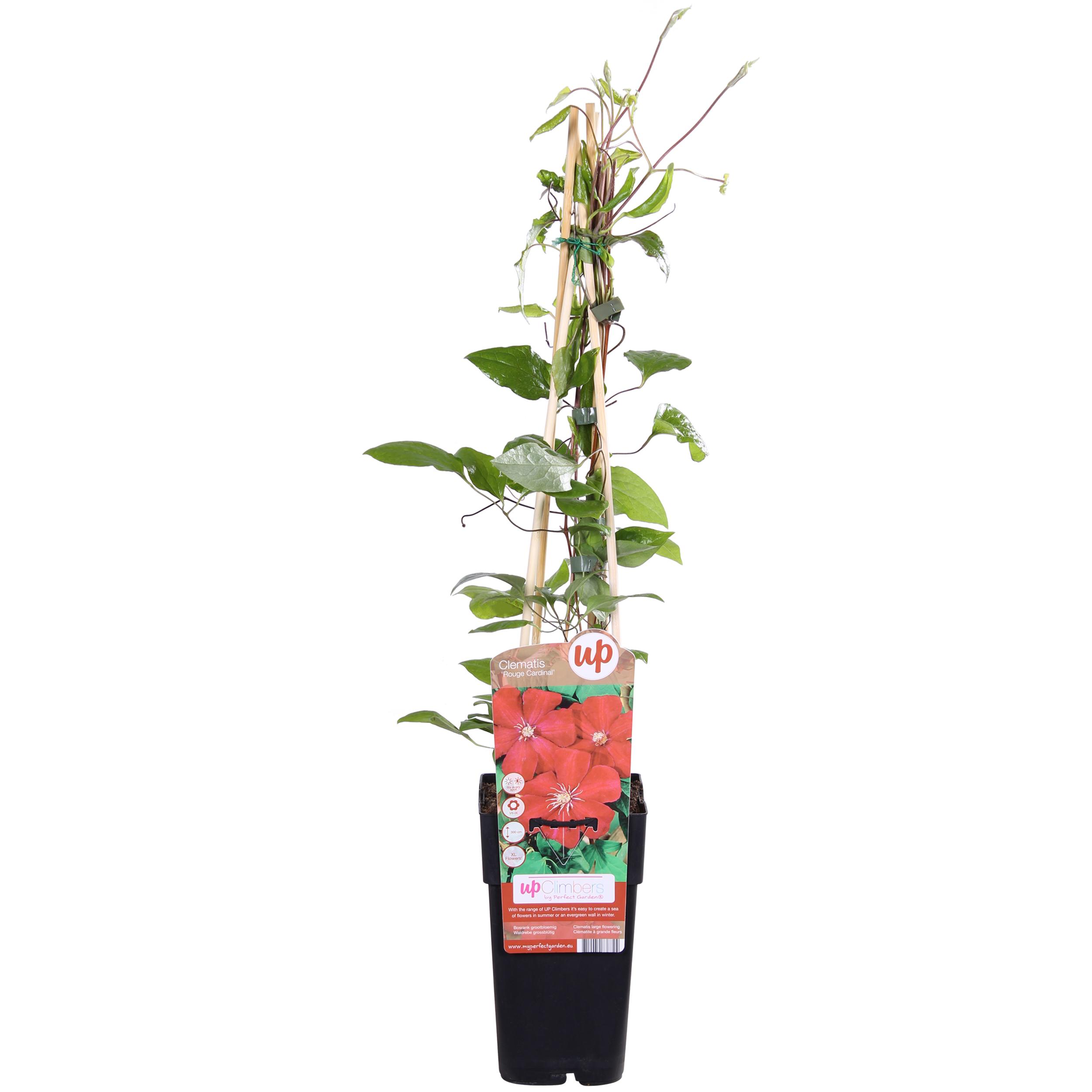 Clematis Hagley Hybrid en pot Ø15cm  Hauteur 65cm. Plante verte type Clematis Hagley Hybrid, livrée en pot, idéale pour intérieur lumineux.