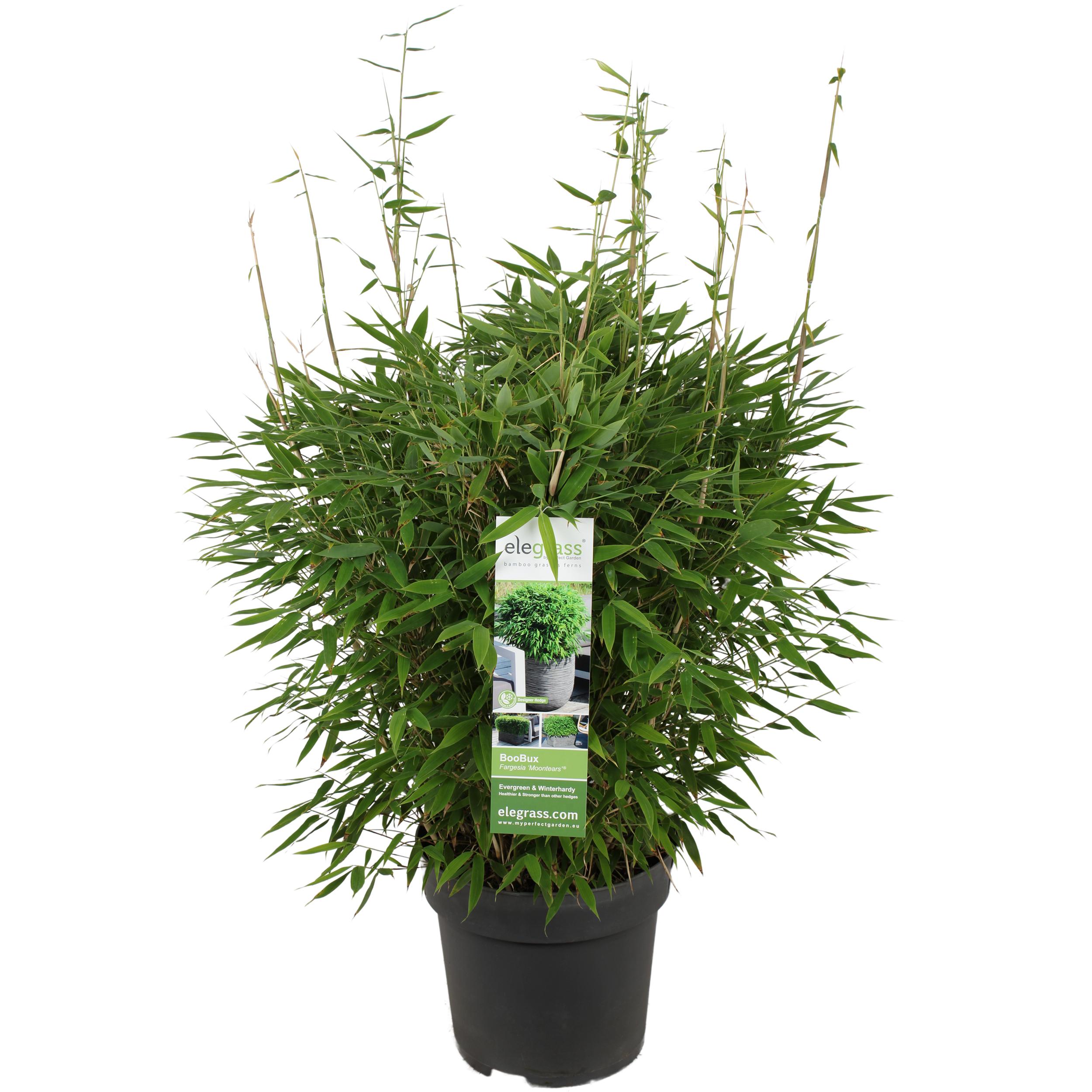 Fargesia 'Moontears'Â® Boobux en pot Ø29cm  Hauteur 70cm. Plante verte type Fargesia 'Moontears'Â® Boobux, livrée en pot, idéale pour intérieur lumineux.