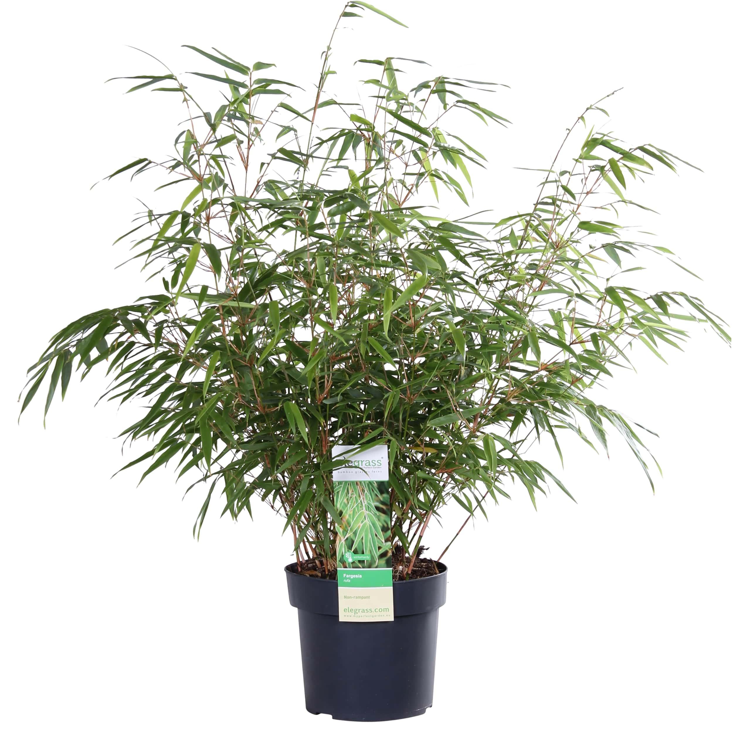 Fargesia rufa en pot Ø29cm  Hauteur 80cm. Plante verte type Fargesia rufa, livrée en pot, idéale pour intérieur lumineux.