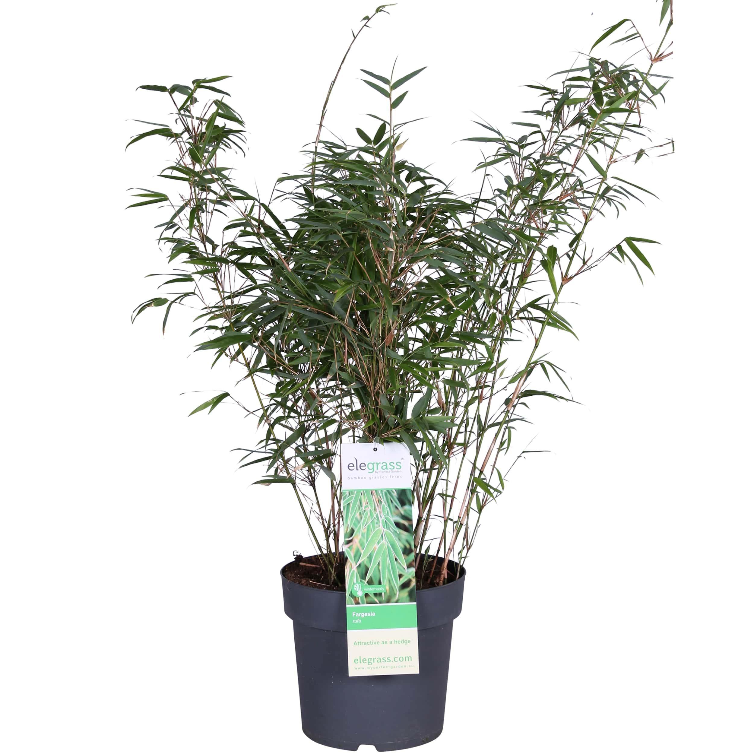Fargesia rufa en pot Ø29cm  Hauteur 80cm. Plante verte type Fargesia rufa, livrée en pot, idéale pour intérieur lumineux.