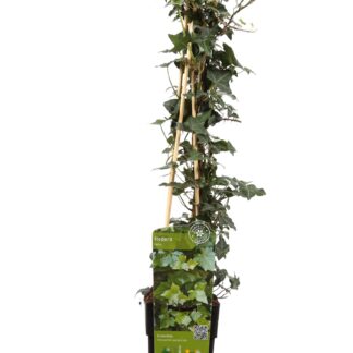 Hedera helix en pot Ø15cm  Hauteur 65cm. Plante verte type Hedera helix, livrée en pot, idéale pour intérieur lumineux.