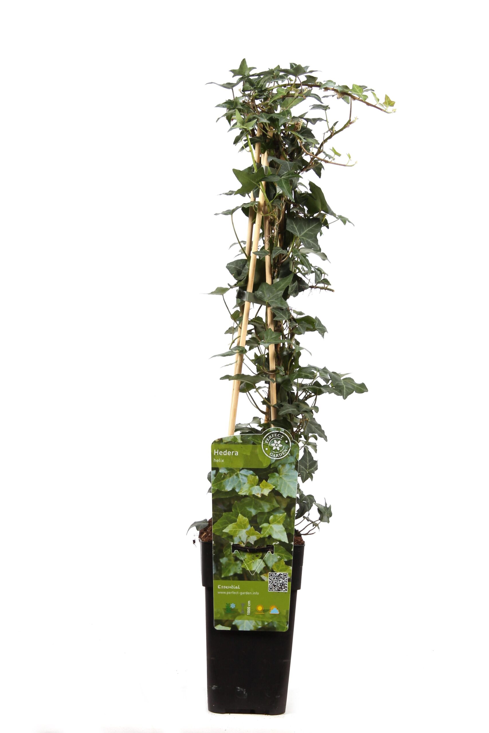 Hedera helix en pot Ø15cm  Hauteur 65cm. Plante verte type Hedera helix, livrée en pot, idéale pour intérieur lumineux.