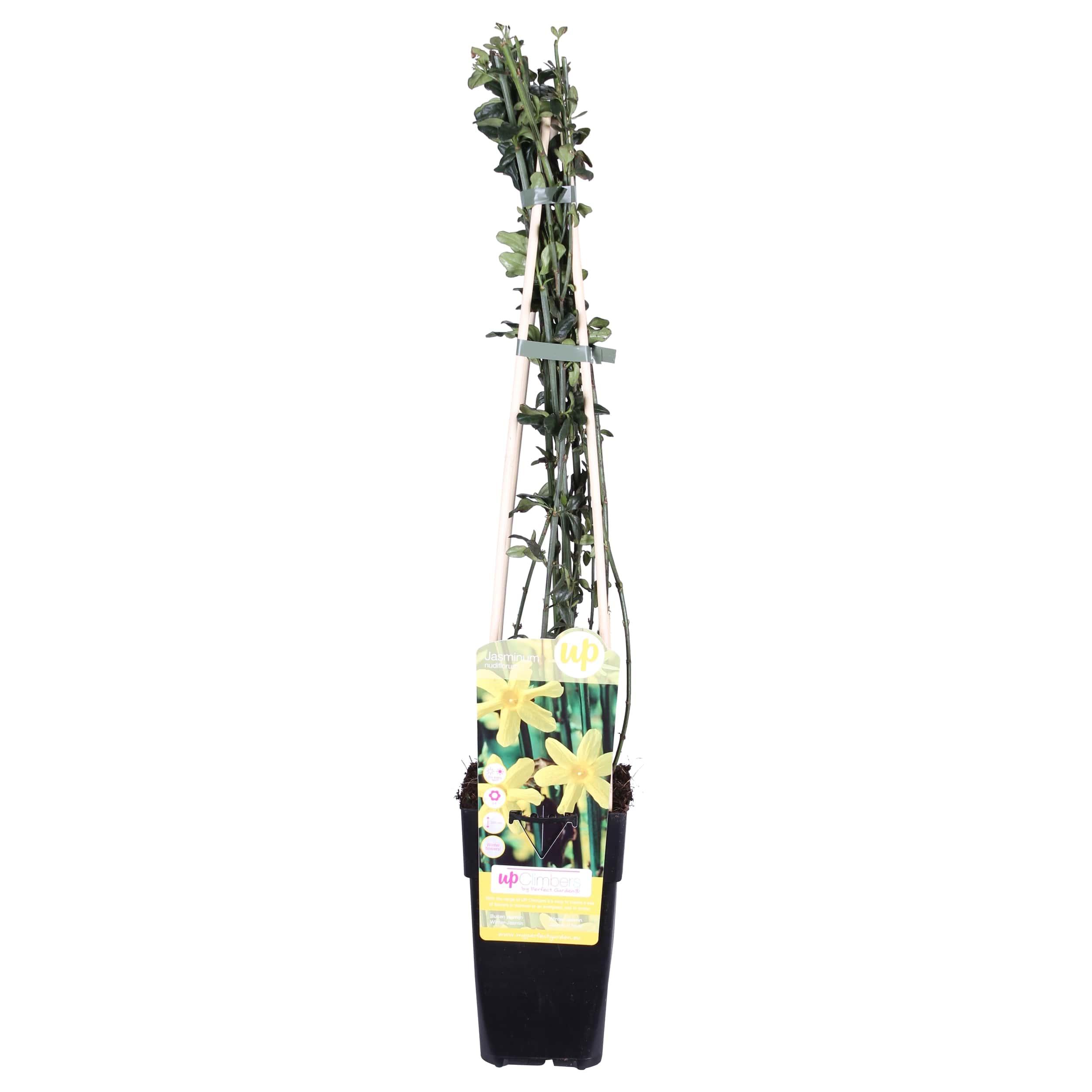 Jasminum nudiflorum en pot Ø15cm  Hauteur 65cm. Plante verte type Jasminum nudiflorum, livrée en pot, idéale pour intérieur lumineux.