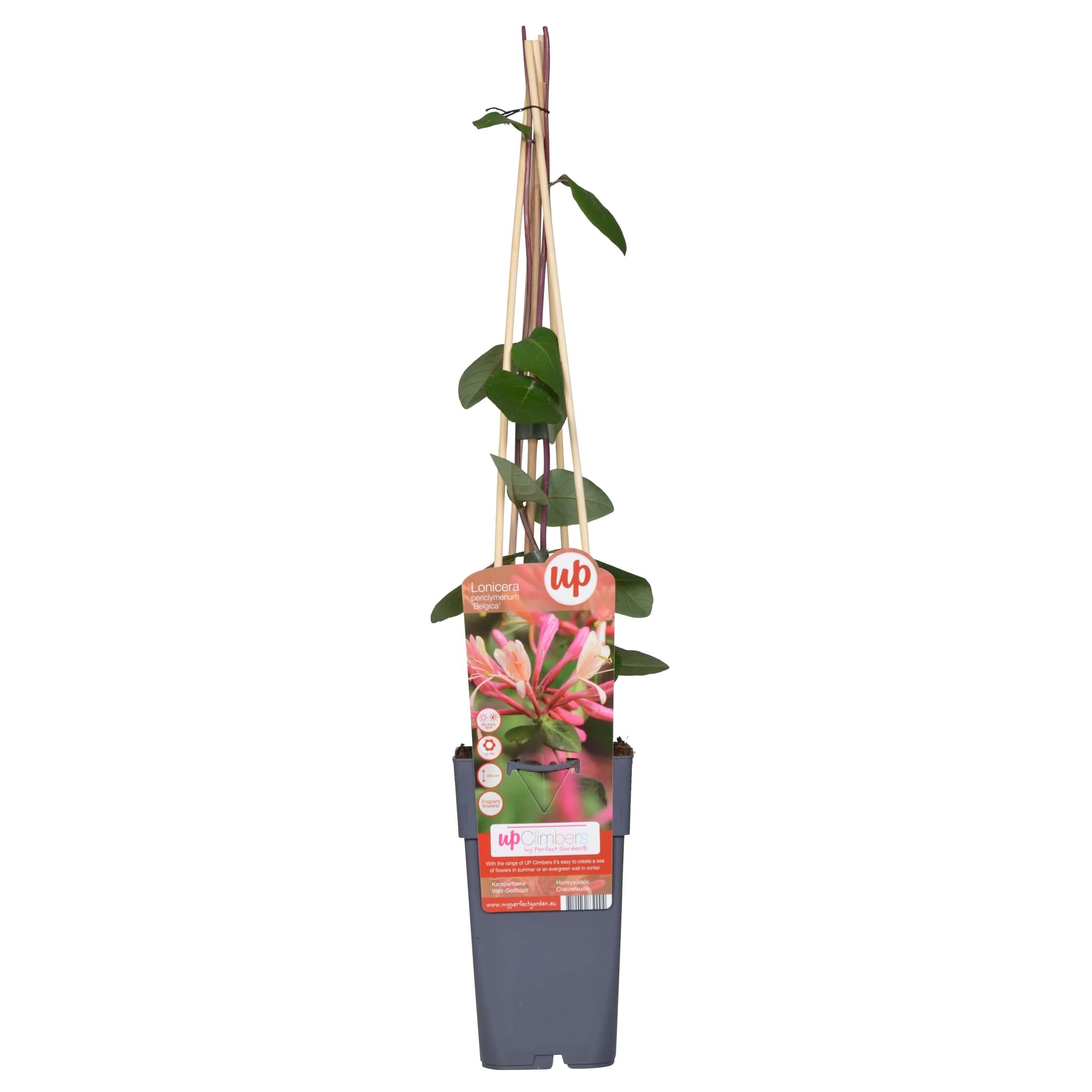 Lonicera periclymenum 'Belgica' en pot Ø15cm  Hauteur 65cm. Plante verte type Lonicera periclymenum 'Belgica', livrée en pot, idéale pour intérieur lumineux.