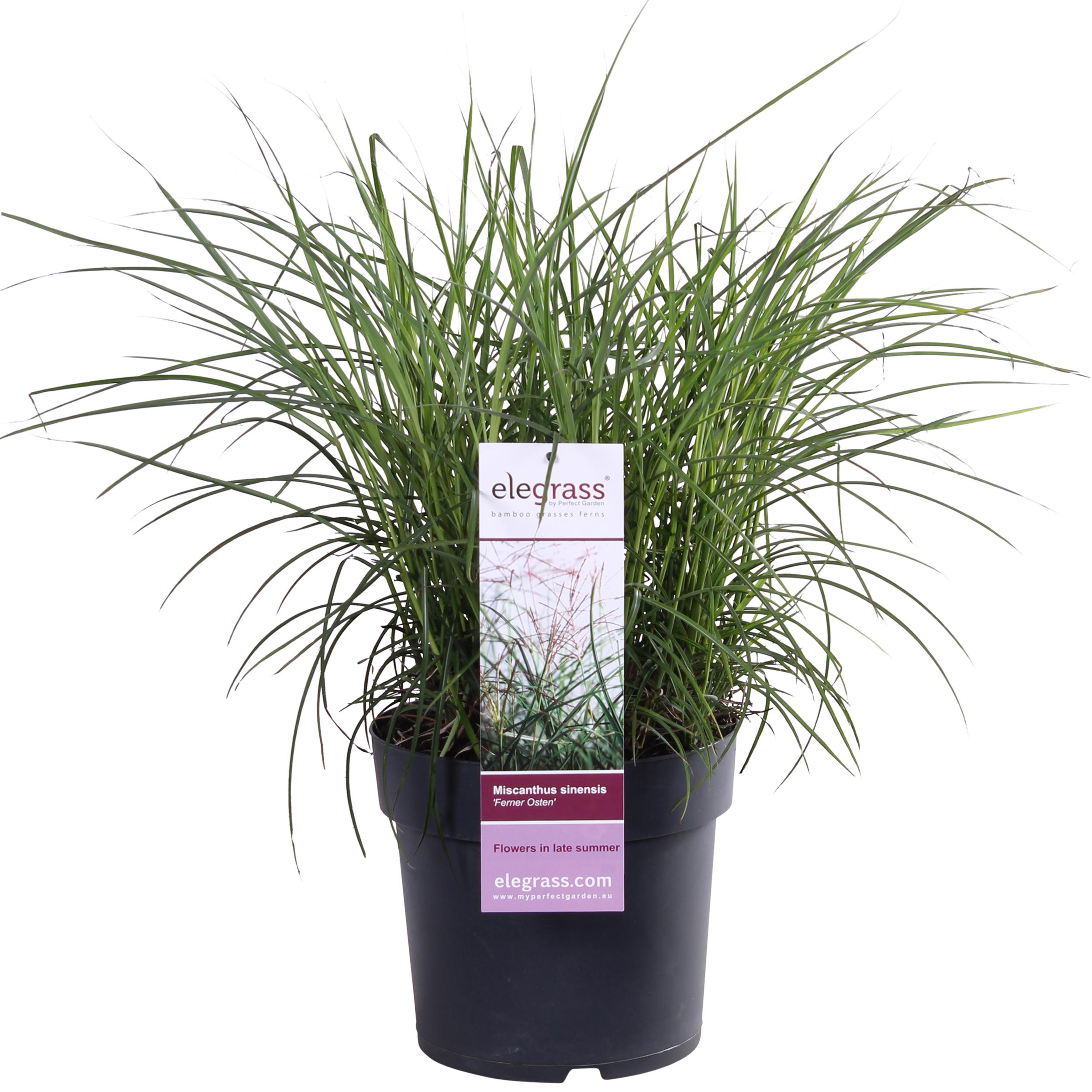 Miscanthus sinensis Ferner Osten en pot Ø19cm  Hauteur 50cm. Plante verte type Miscanthus sinensis Ferner Osten, livrée en pot, idéale pour intérieur lumineux.