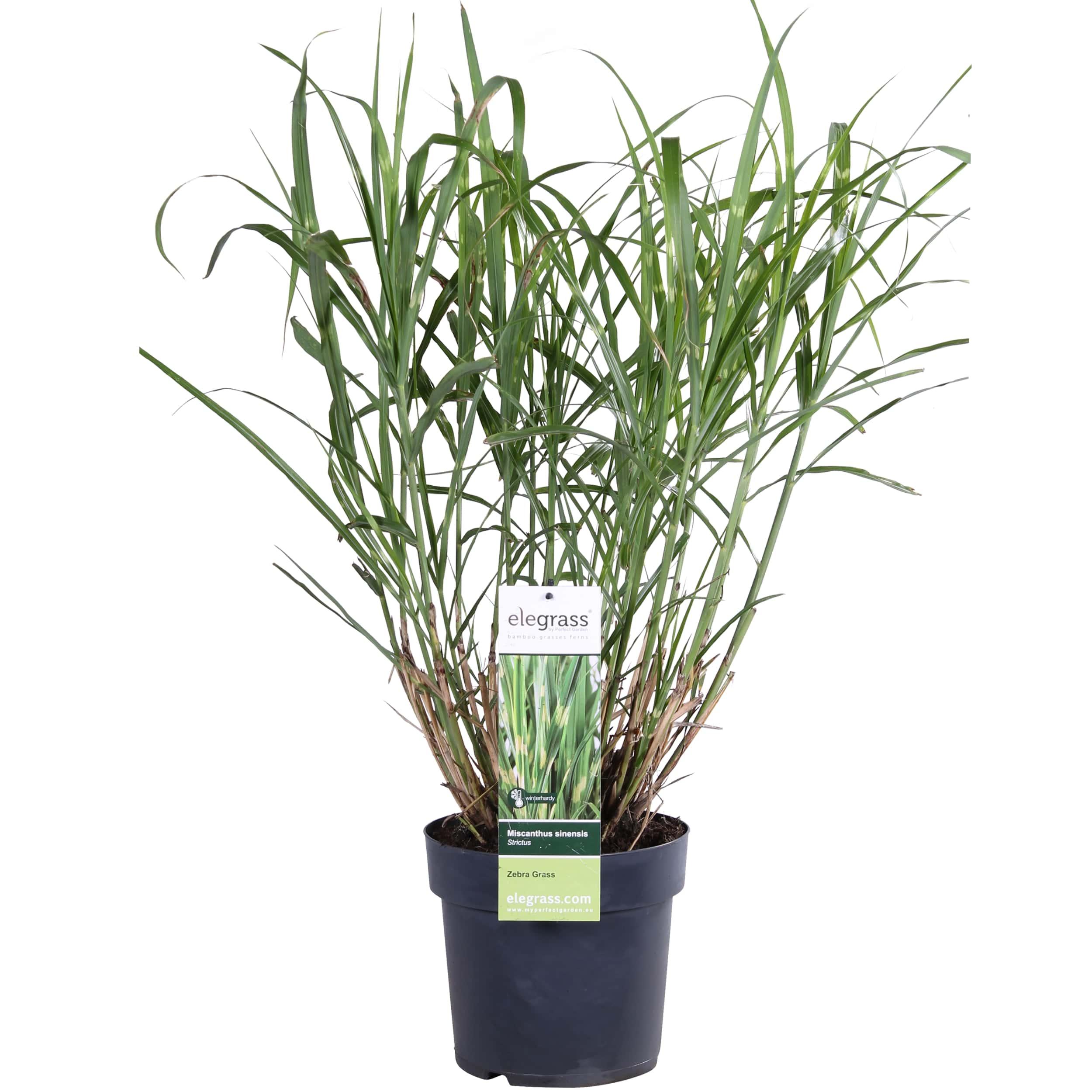 Miscanthus sinensis Strictus en pot Ø23cm  Hauteur 60cm. Plante verte type Miscanthus sinensis Strictus, livrée en pot, idéale pour intérieur lumineux.