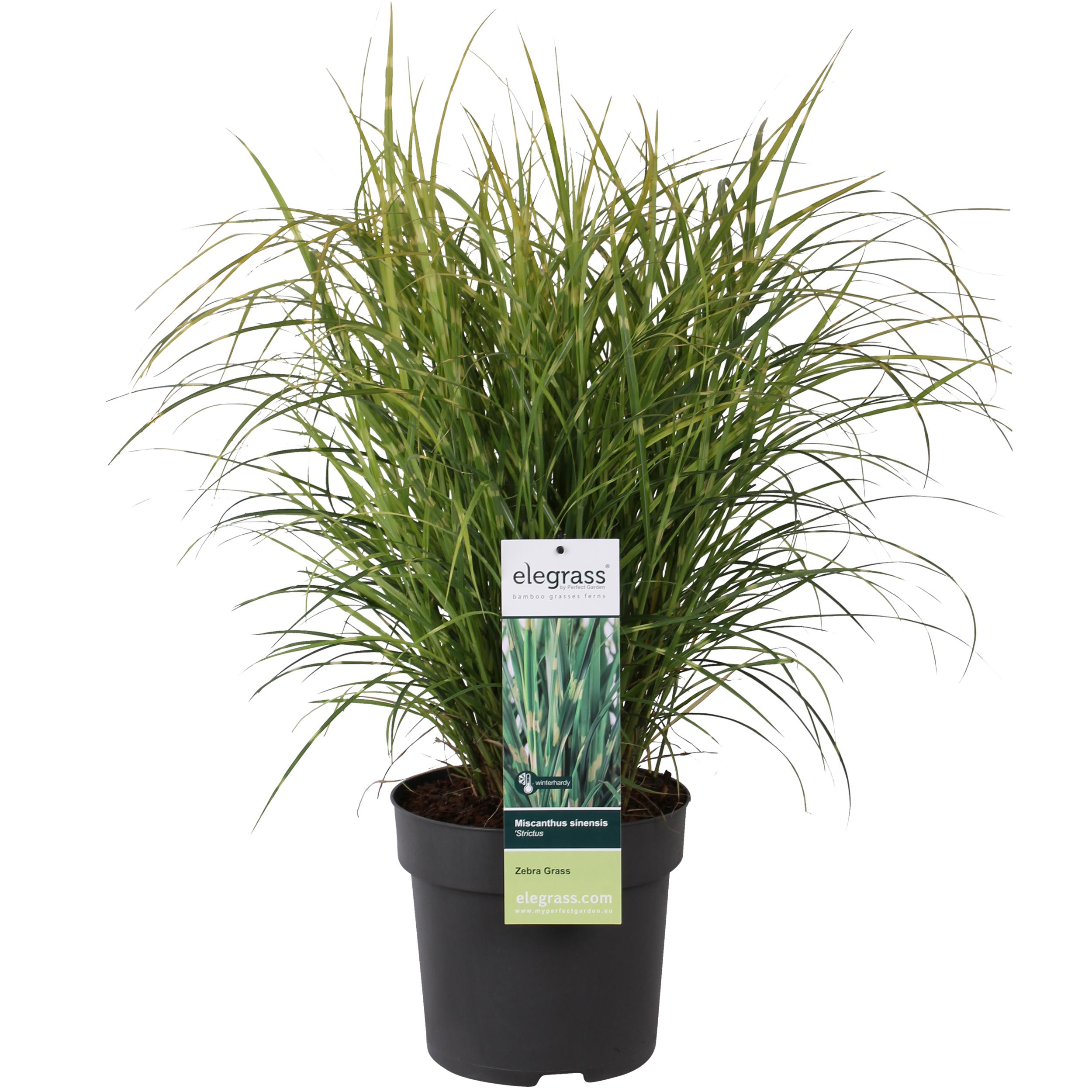 Miscanthus sinensis Strictus en pot Ø23cm  Hauteur 60cm. Plante verte type Miscanthus sinensis Strictus, livrée en pot, idéale pour intérieur lumineux.