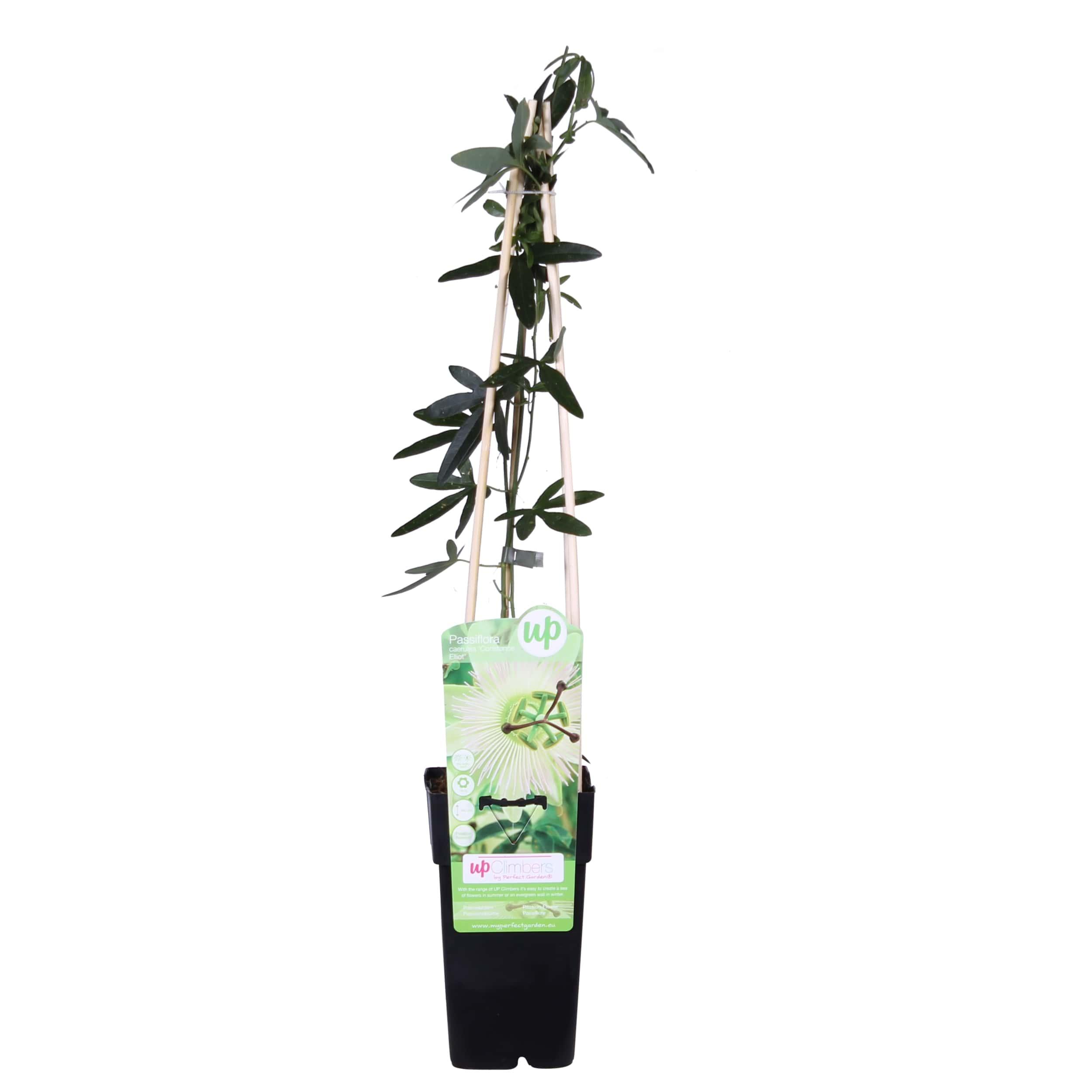 Passiflora wit caerulea 'Constance Elliot' en pot Ø15cm  Hauteur 65cm. Plante verte type Passiflora wit caerulea 'Constance Elliot', livrée en pot, idéale pour intérieur lumineux.