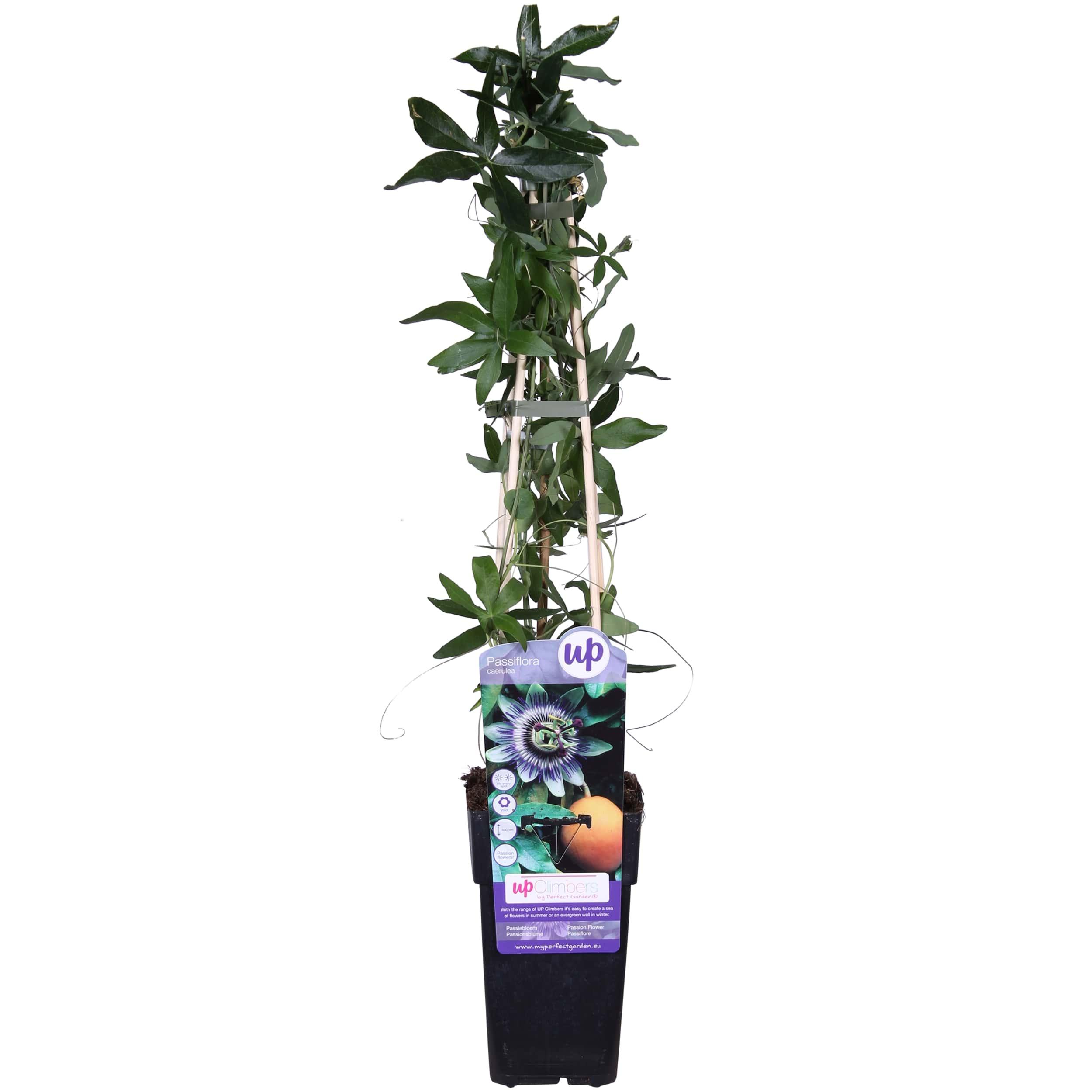 Passiflora Blauw caerulea en pot Ø15cm  Hauteur 65cm. Plante verte type Passiflora Blauw caerulea, livrée en pot, idéale pour intérieur lumineux.