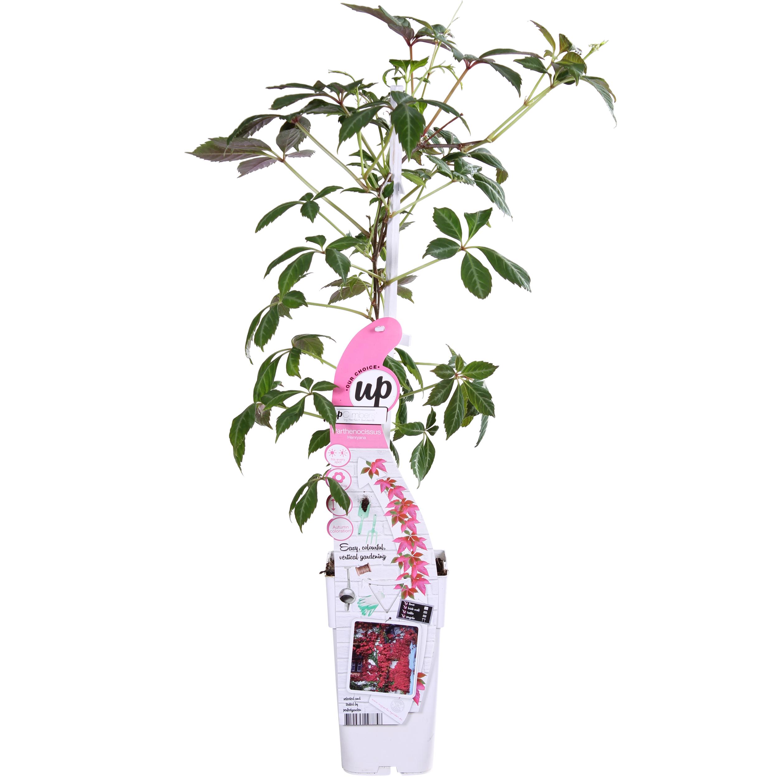 Parthenocissus henryana en pot Ø15cm  Hauteur 65cm. Plante verte type Parthenocissus henryana, livrée en pot, idéale pour intérieur lumineux.