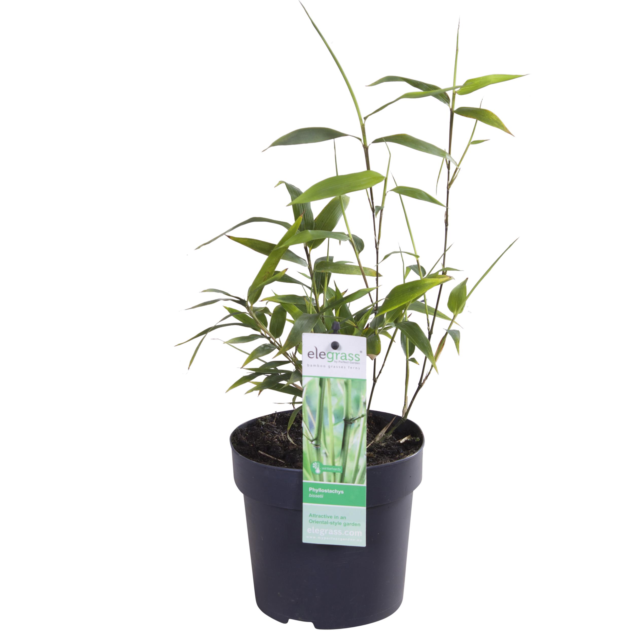 Phyllostachys 'Bissetii' en pot Ø14cm  Hauteur 40cm. Plante verte type Phyllostachys 'Bissetii', livrée en pot, idéale pour intérieur lumineux.