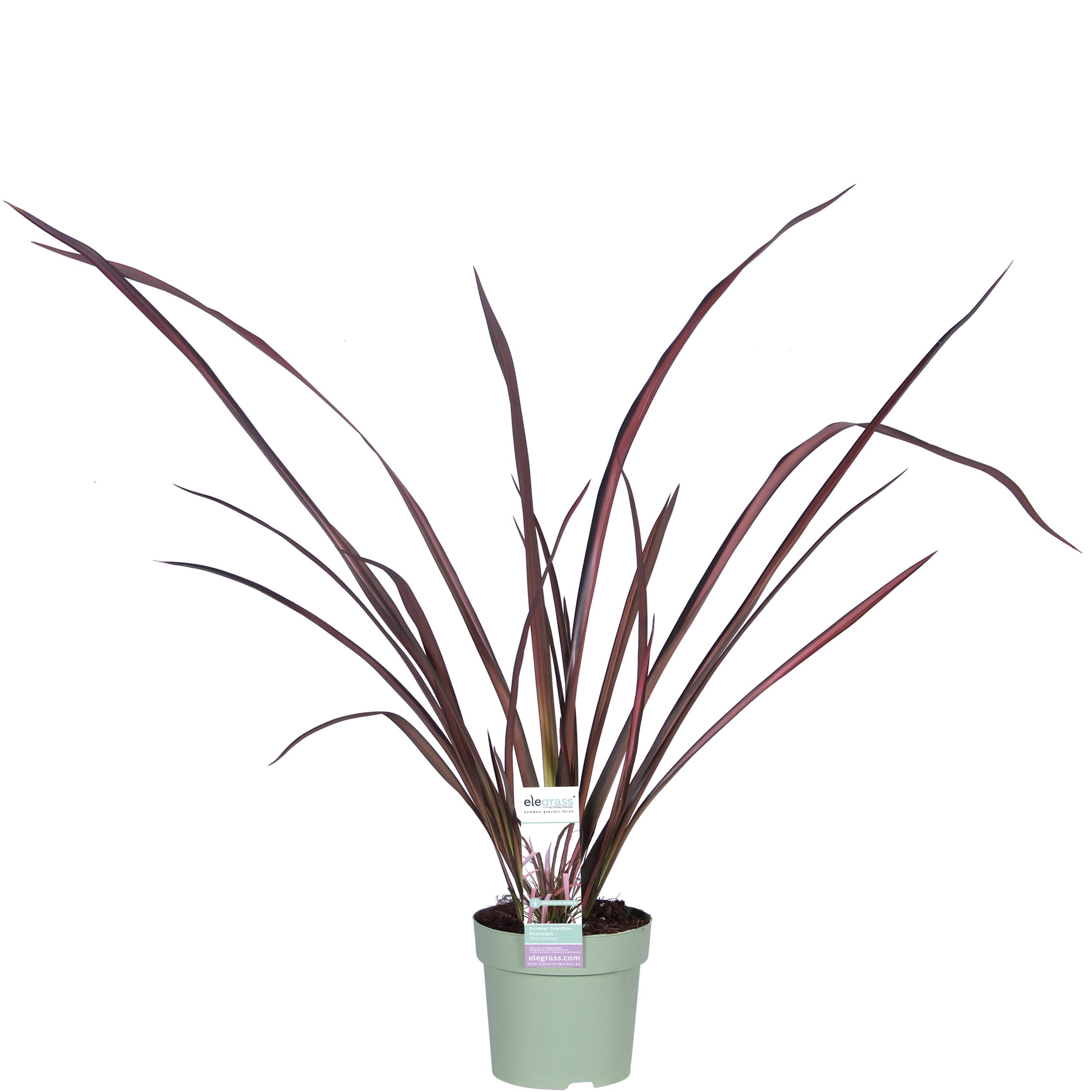 Phormium 'Pink Flamingo' en pot Ø14cm  Hauteur 50cm. Plante verte type Phormium 'Pink Flamingo', livrée en pot, idéale pour intérieur lumineux.
