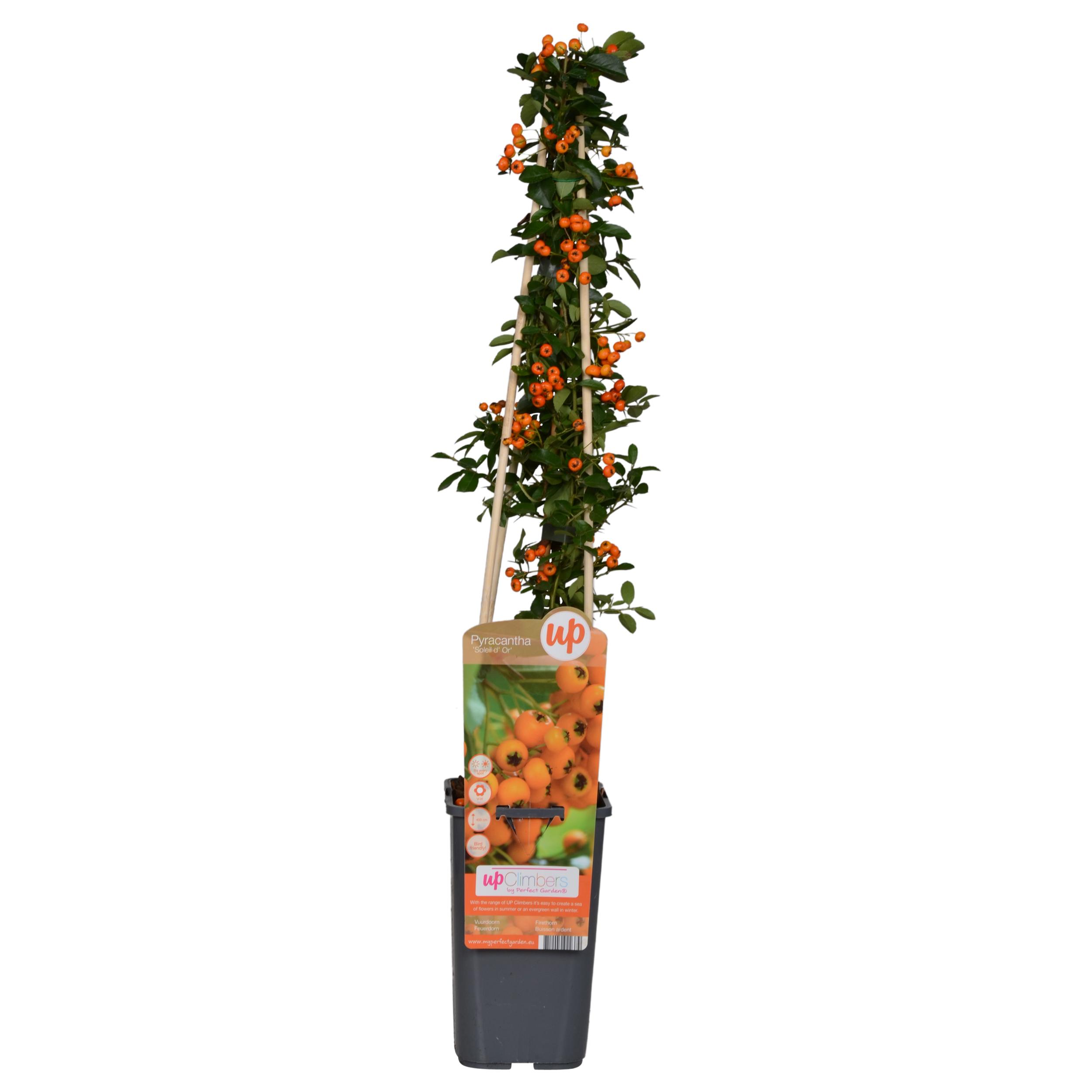 Pyracantha 'Soleil dOr' en pot Ø15cm  Hauteur 65cm. Plante verte type Pyracantha 'Soleil dOr', livrée en pot, idéale pour intérieur lumineux.