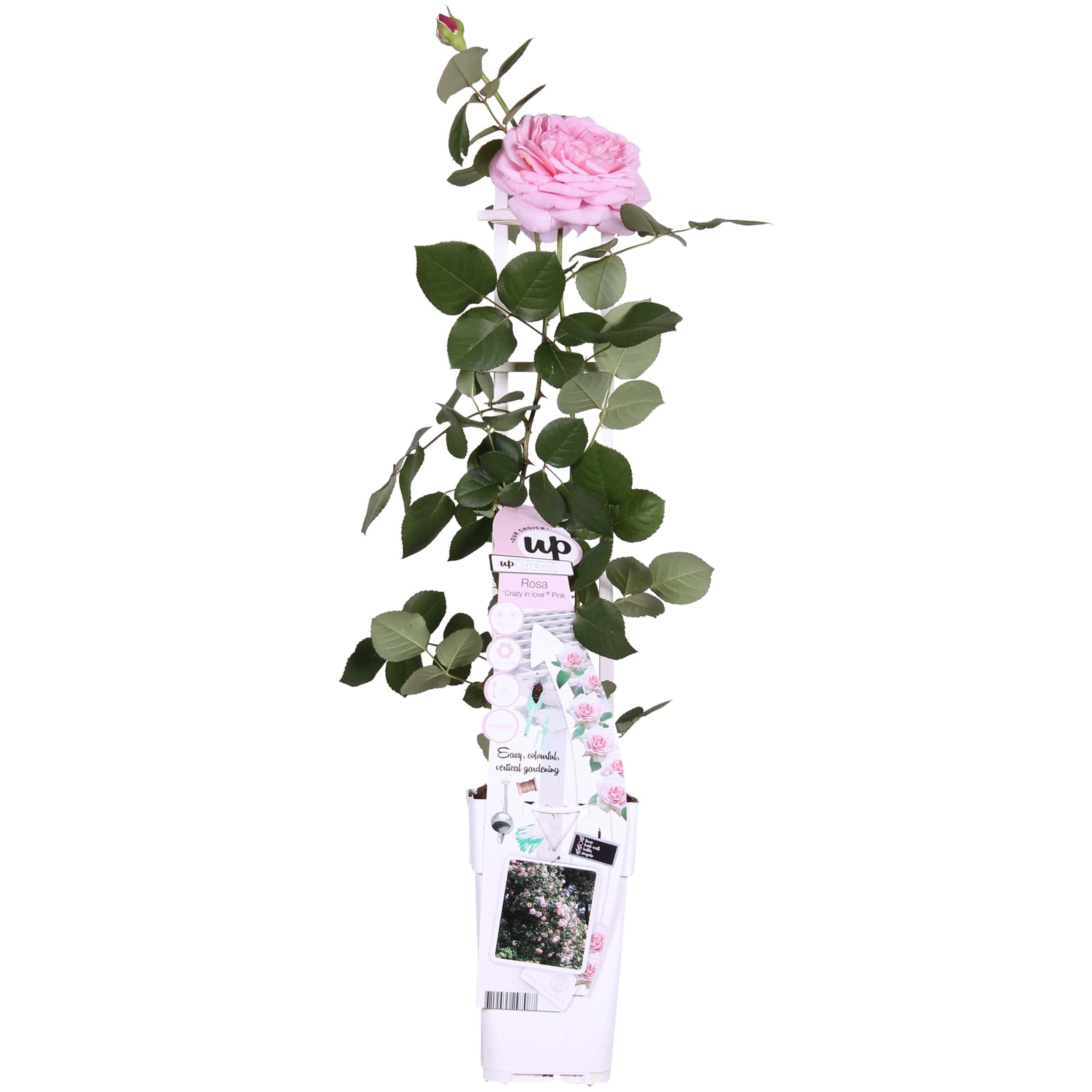 Rosa Crazy in love 'Pink' en pot Ø15cm  Hauteur 65cm. Plante verte type Rosa Crazy in love 'Pink', livrée en pot, idéale pour intérieur lumineux.