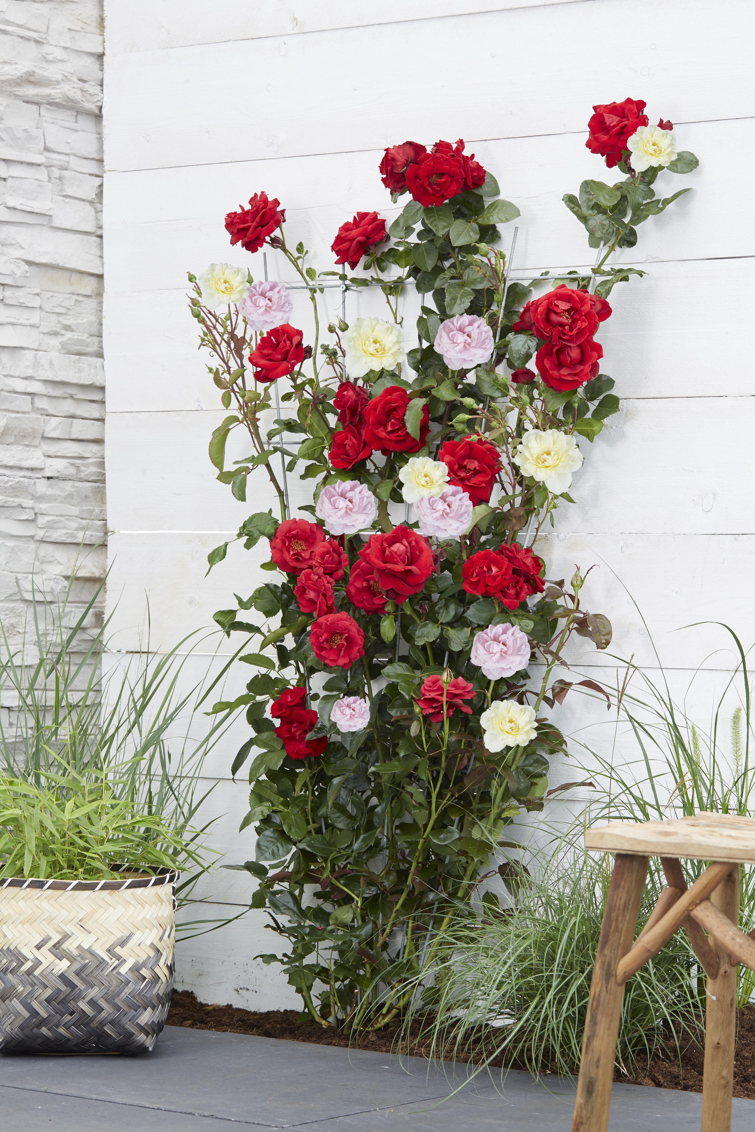Rosa Crazy in love 'Pink' en pot Ø15cm  Hauteur 65cm. Plante verte type Rosa Crazy in love 'Pink', livrée en pot, idéale pour intérieur lumineux. – Image 3