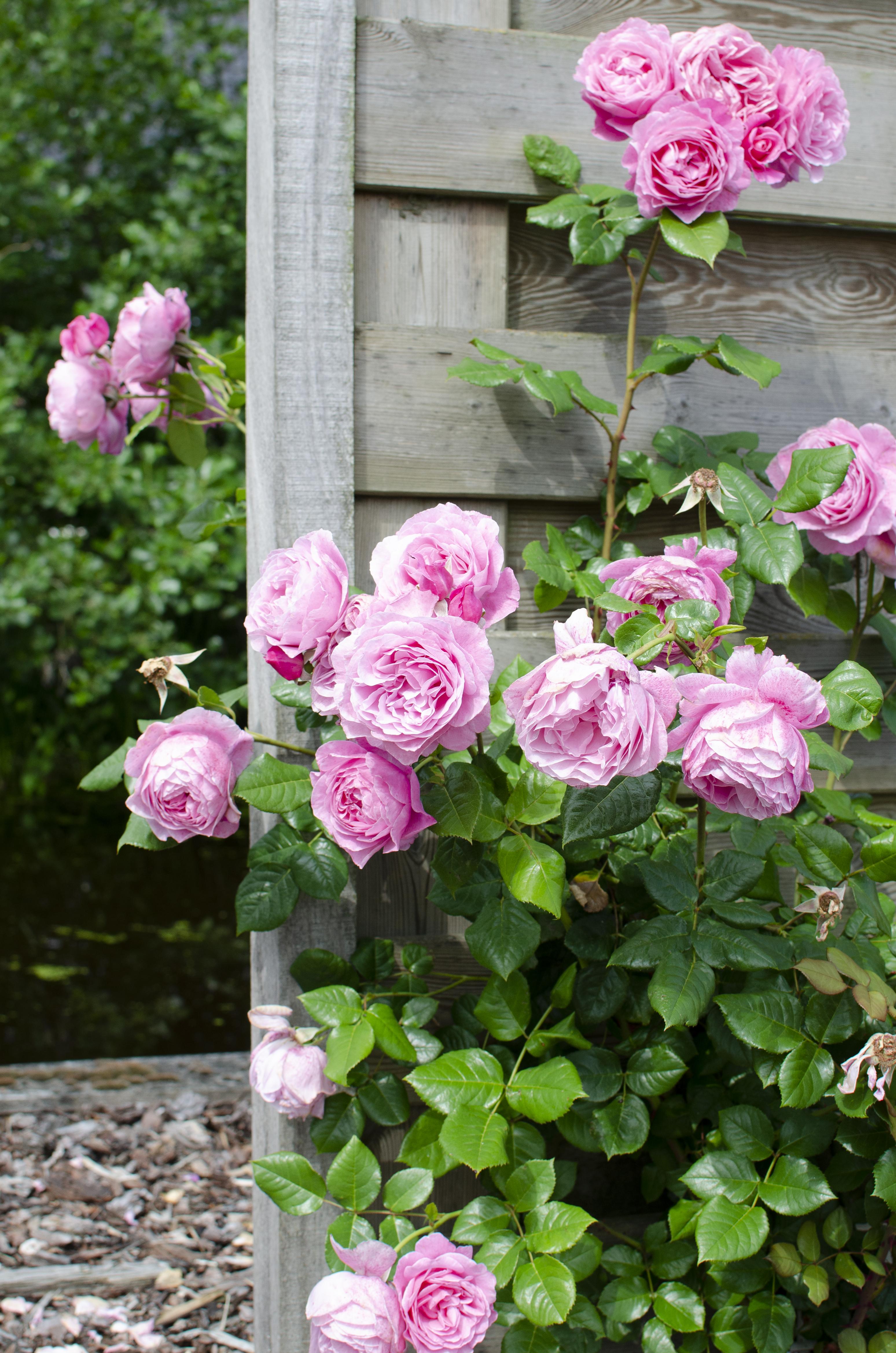 Rosa Crazy in love 'Pink' en pot Ø15cm  Hauteur 65cm. Plante verte type Rosa Crazy in love 'Pink', livrée en pot, idéale pour intérieur lumineux. – Image 4
