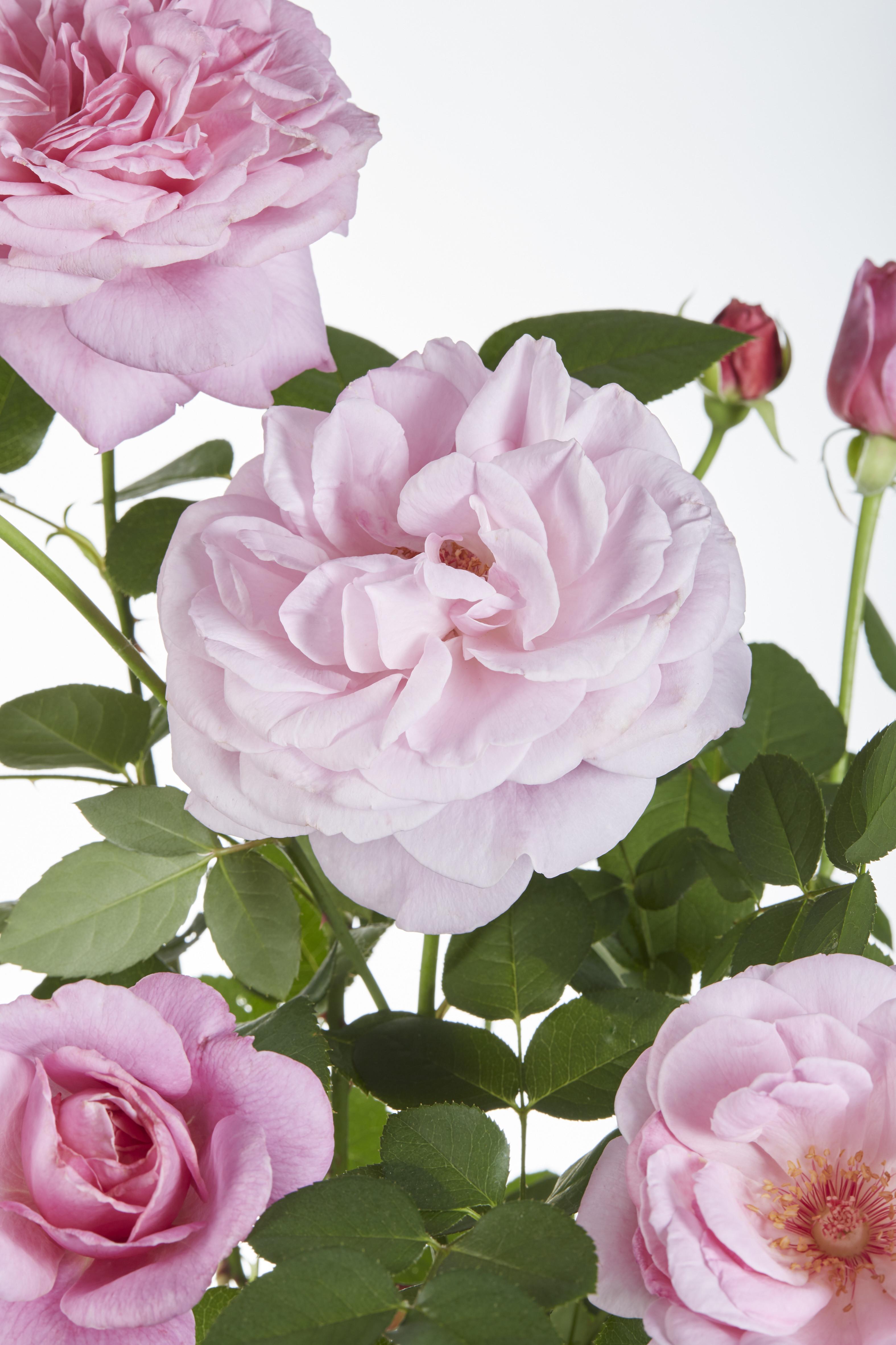 Rosa Crazy in love 'Pink' en pot Ø15cm  Hauteur 65cm. Plante verte type Rosa Crazy in love 'Pink', livrée en pot, idéale pour intérieur lumineux. – Image 5
