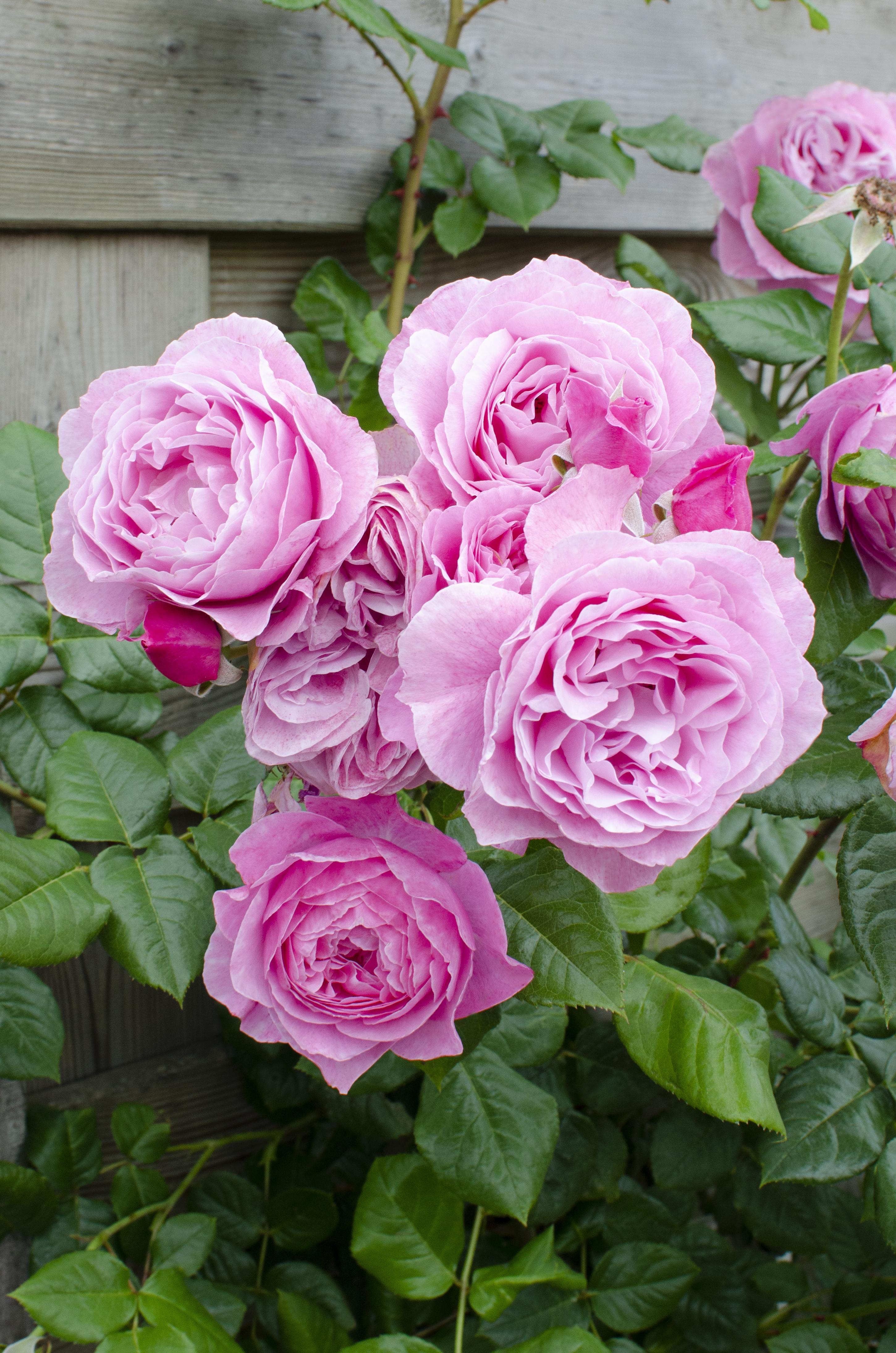 Rosa Crazy in love 'Pink' en pot Ø15cm  Hauteur 65cm. Plante verte type Rosa Crazy in love 'Pink', livrée en pot, idéale pour intérieur lumineux. – Image 6