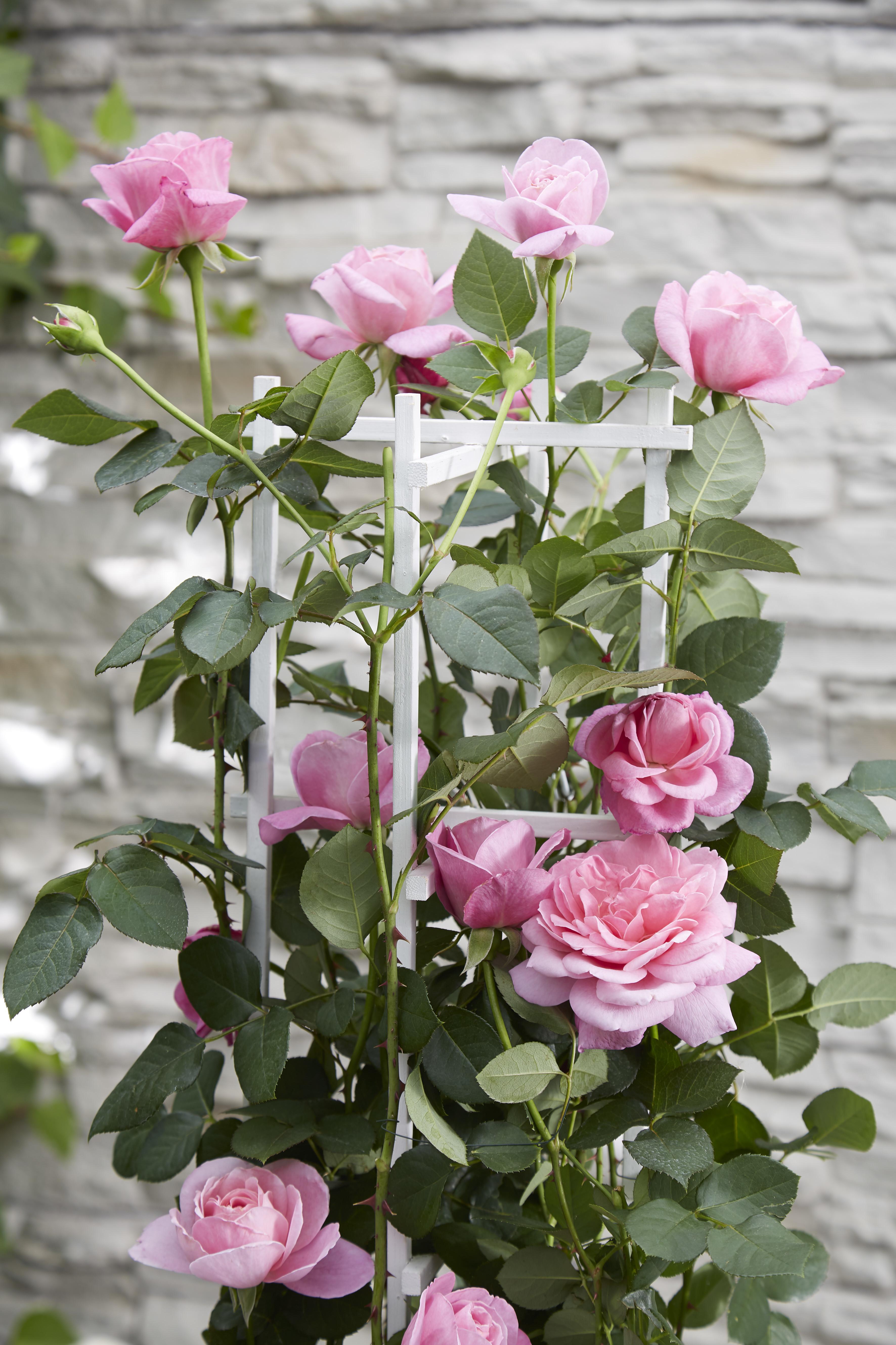 Rosa Crazy in love 'Pink' en pot Ø15cm  Hauteur 65cm. Plante verte type Rosa Crazy in love 'Pink', livrée en pot, idéale pour intérieur lumineux. – Image 7