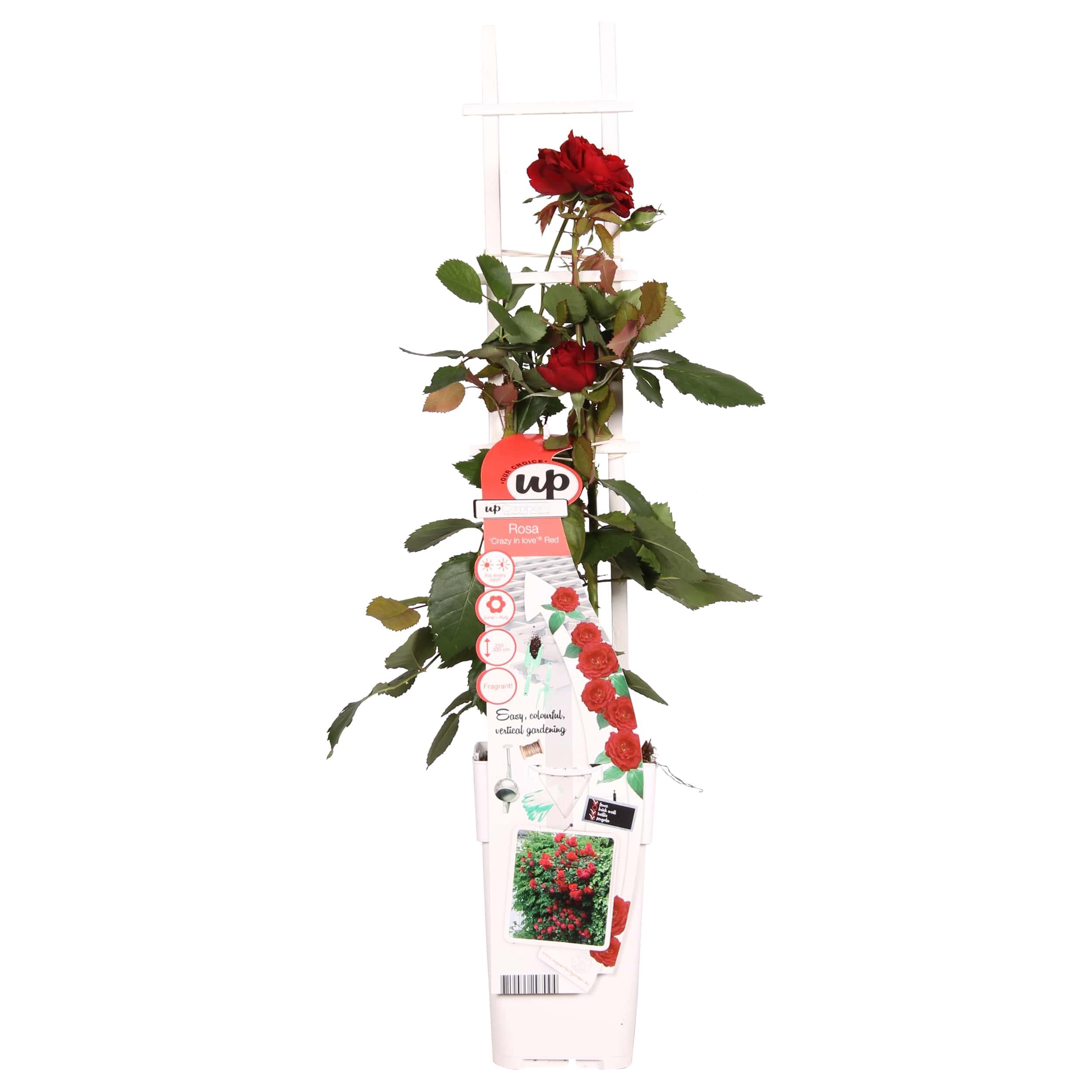 Rosa Crazy in love 'Red' en pot Ø15cm  Hauteur 65cm. Plante verte type Rosa Crazy in love 'Red', livrée en pot, idéale pour intérieur lumineux.