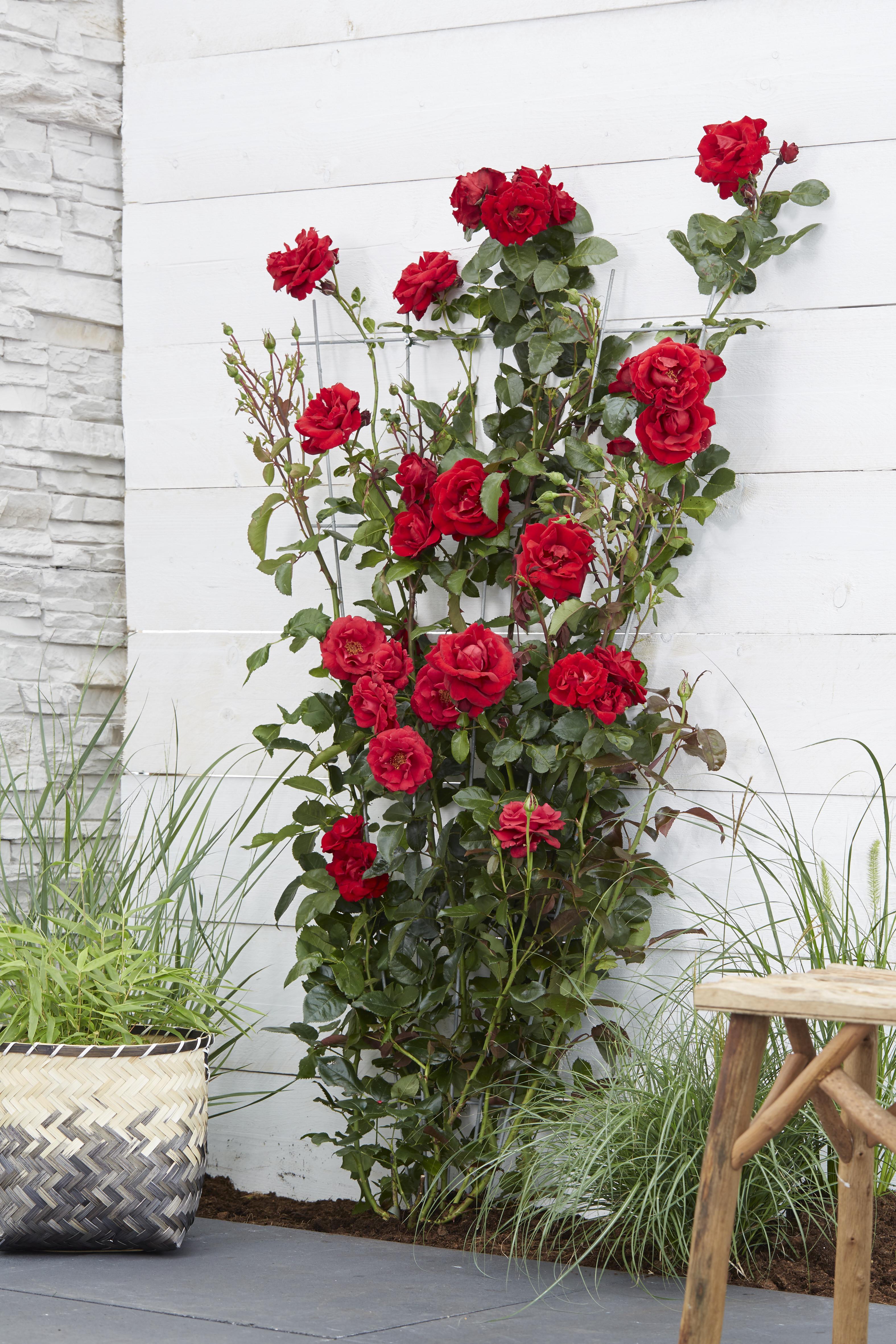 Rosa Crazy in love 'Red' en pot Ø15cm  Hauteur 65cm. Plante verte type Rosa Crazy in love 'Red', livrée en pot, idéale pour intérieur lumineux. – Image 2