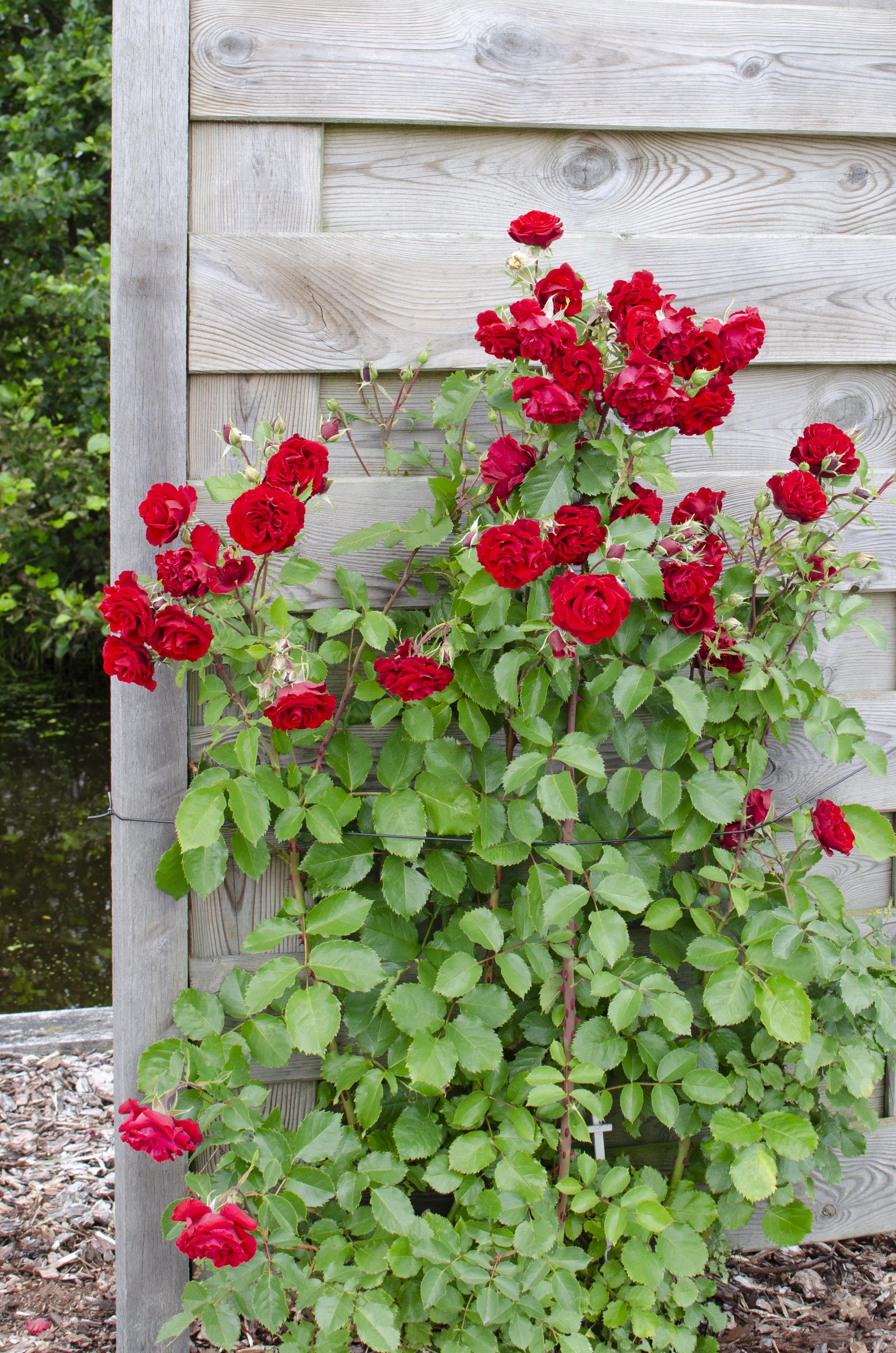 Rosa Crazy in love 'Red' en pot Ø15cm  Hauteur 65cm. Plante verte type Rosa Crazy in love 'Red', livrée en pot, idéale pour intérieur lumineux. – Image 3