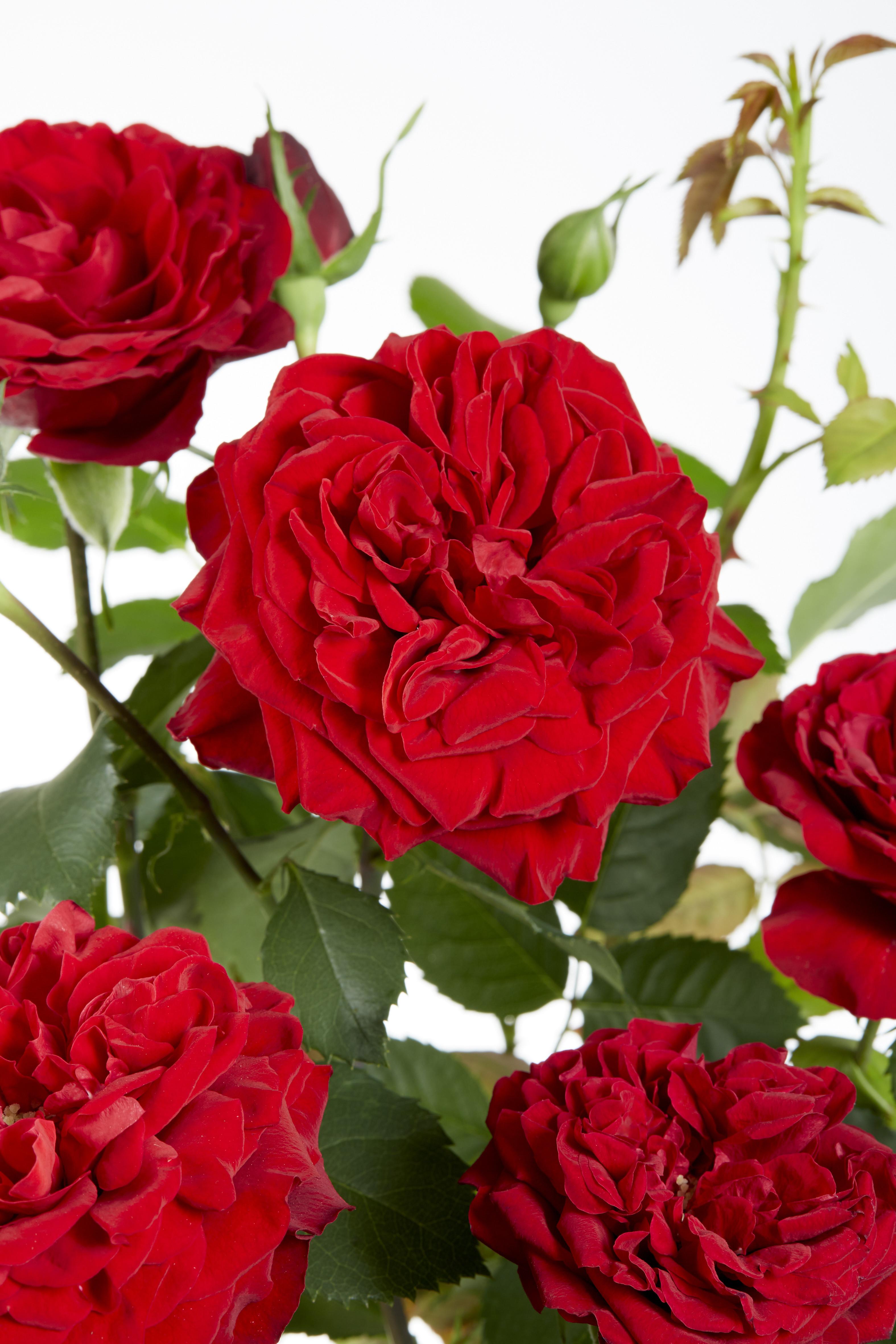 Rosa Crazy in love 'Red' en pot Ø15cm  Hauteur 65cm. Plante verte type Rosa Crazy in love 'Red', livrée en pot, idéale pour intérieur lumineux. – Image 4