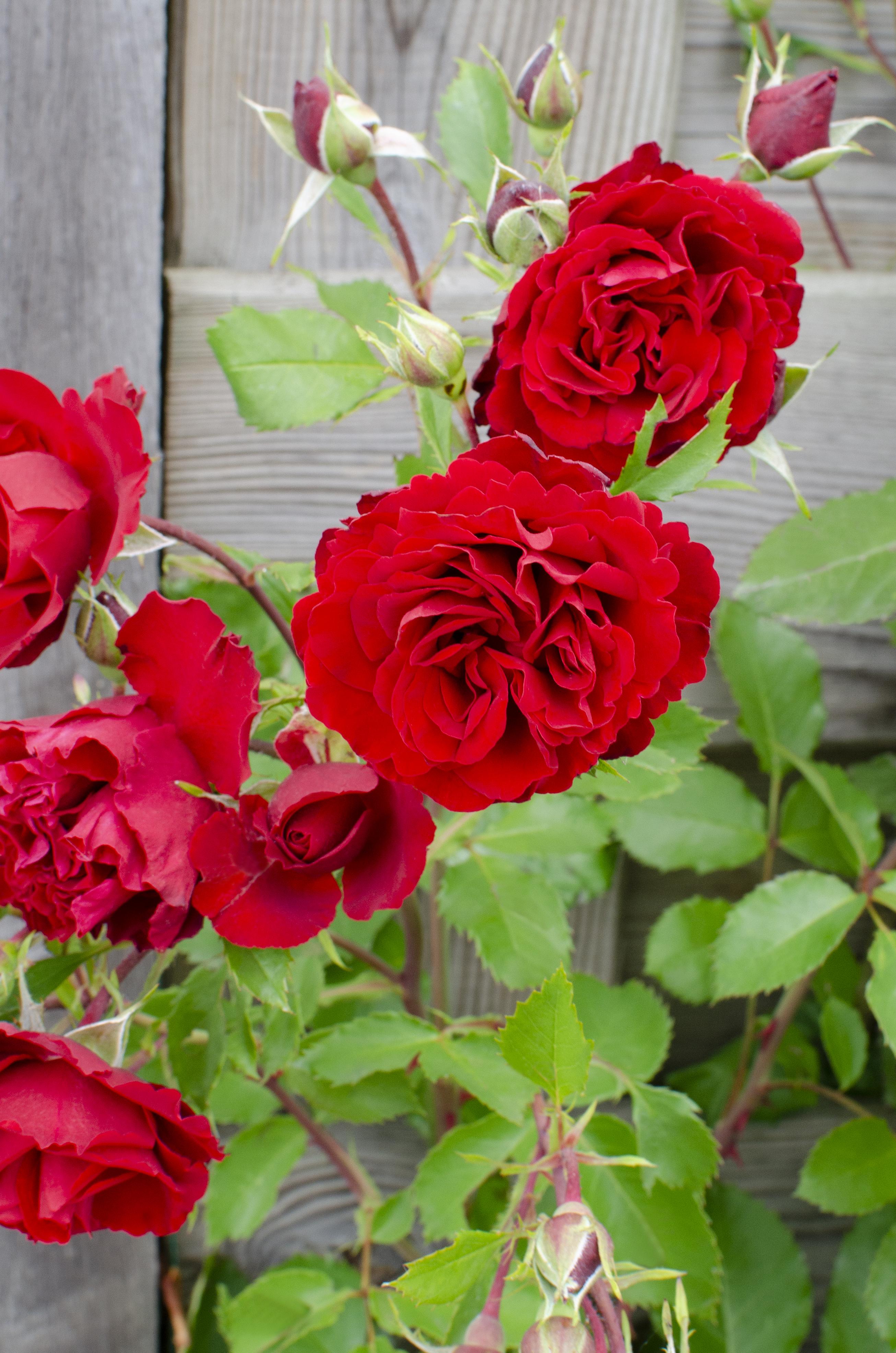 Rosa Crazy in love 'Red' en pot Ø15cm  Hauteur 65cm. Plante verte type Rosa Crazy in love 'Red', livrée en pot, idéale pour intérieur lumineux. – Image 5