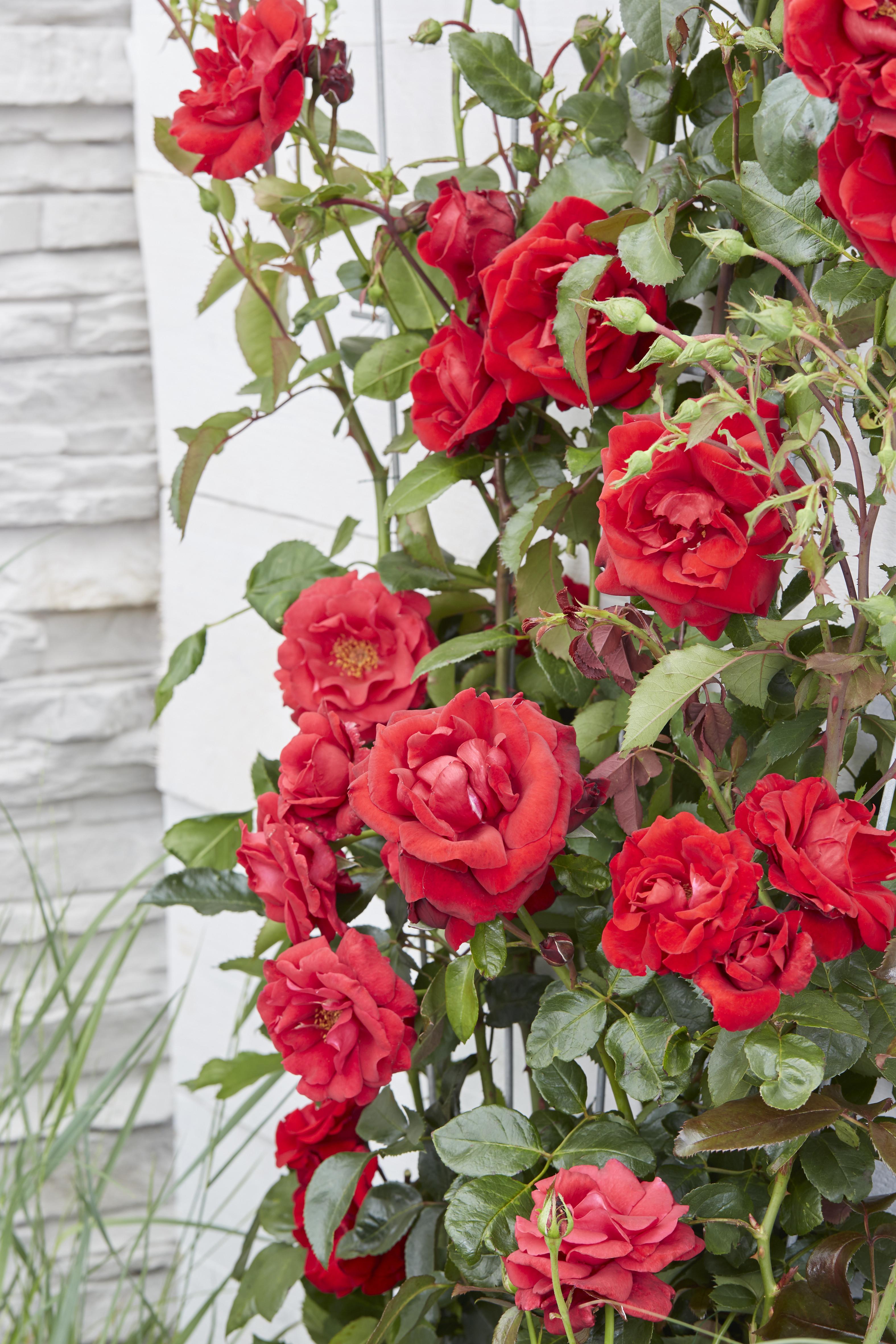 Rosa Crazy in love 'Red' en pot Ø15cm  Hauteur 65cm. Plante verte type Rosa Crazy in love 'Red', livrée en pot, idéale pour intérieur lumineux. – Image 6